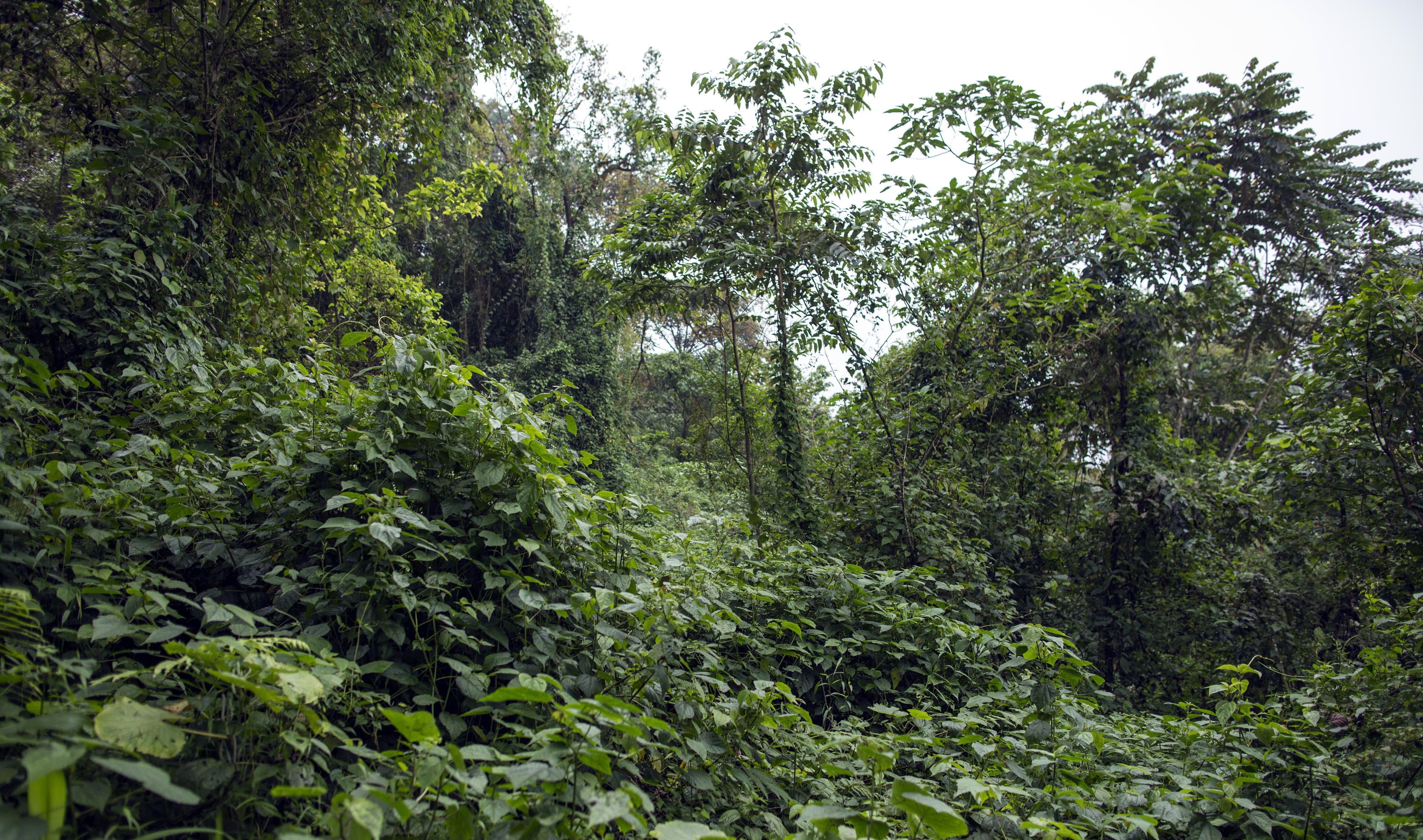Regenwald  im Mount Cameroon Nationalpark
