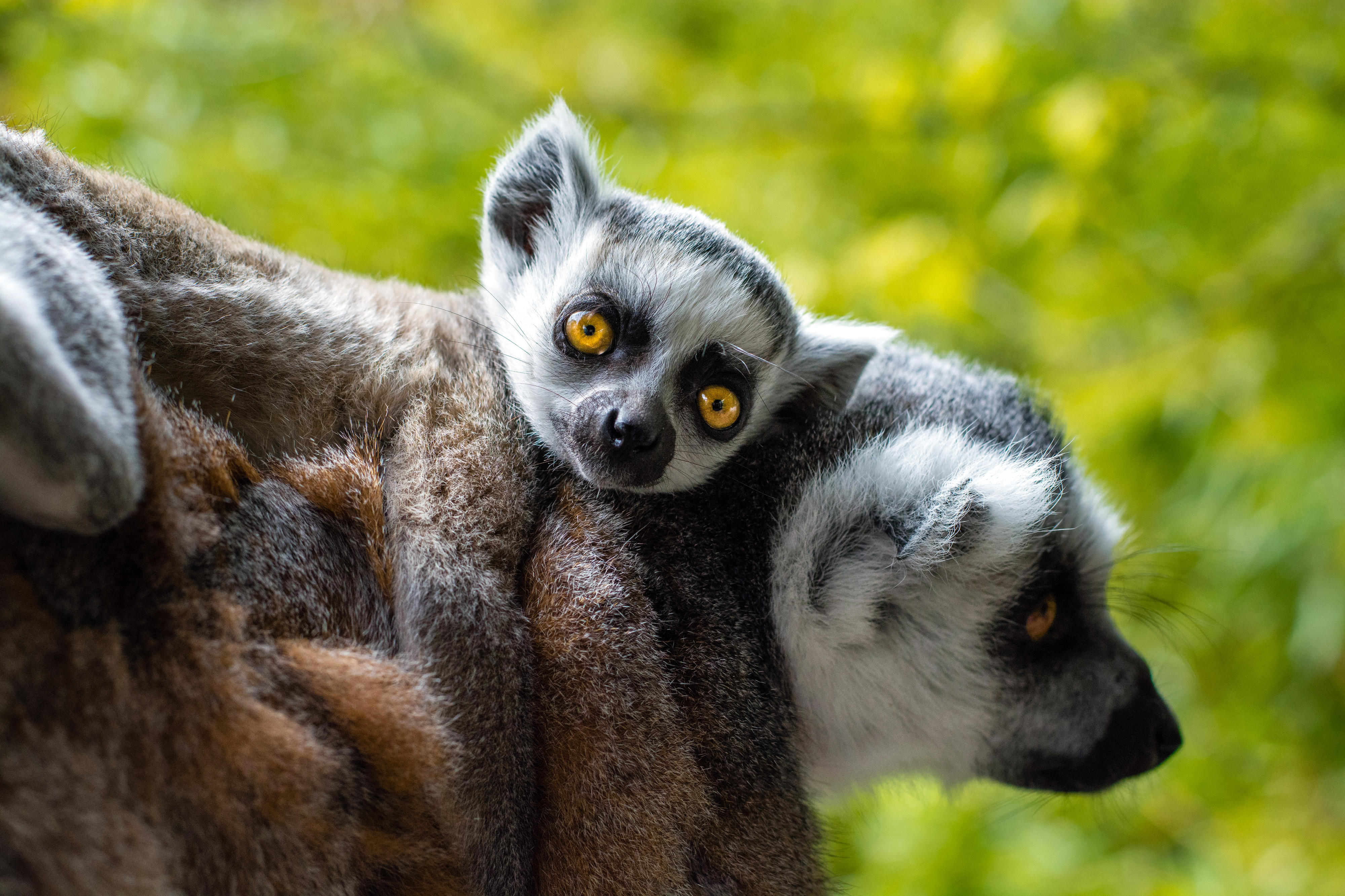 Madagaskar: Ein Lemur (Halbaffe) mit einem Jungen