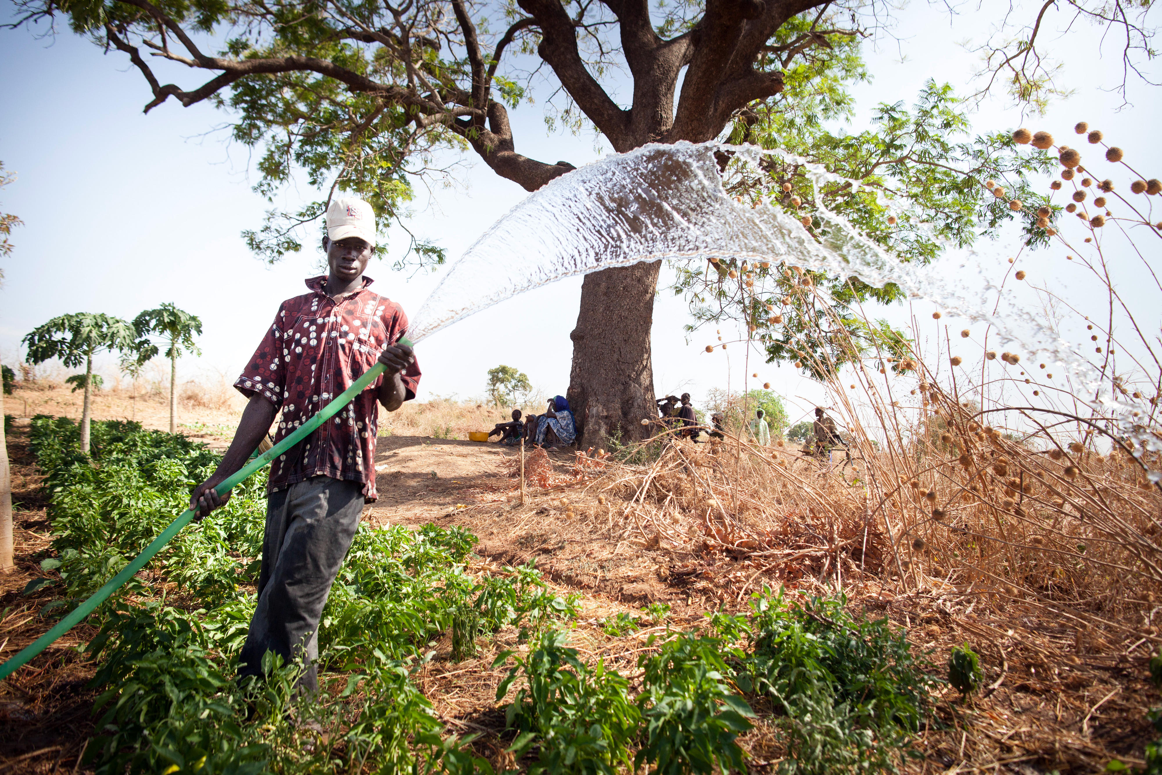 Ein Bauer des Kleinbewässerungsprojekts Beledougou, Mali, bewässert sein Feld.