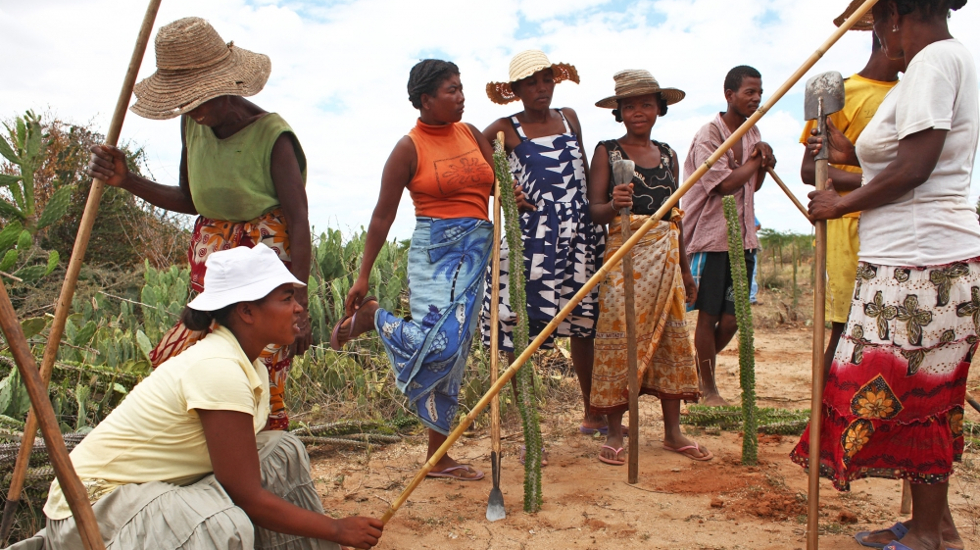 Bewohner des Dorfes Ankirikiriky in Südmadagaskar forsten entwaldetes Land wieder auf. Im Gegenzug erhalten sie Lebensmittelrationen des Welternährungsprogramms.