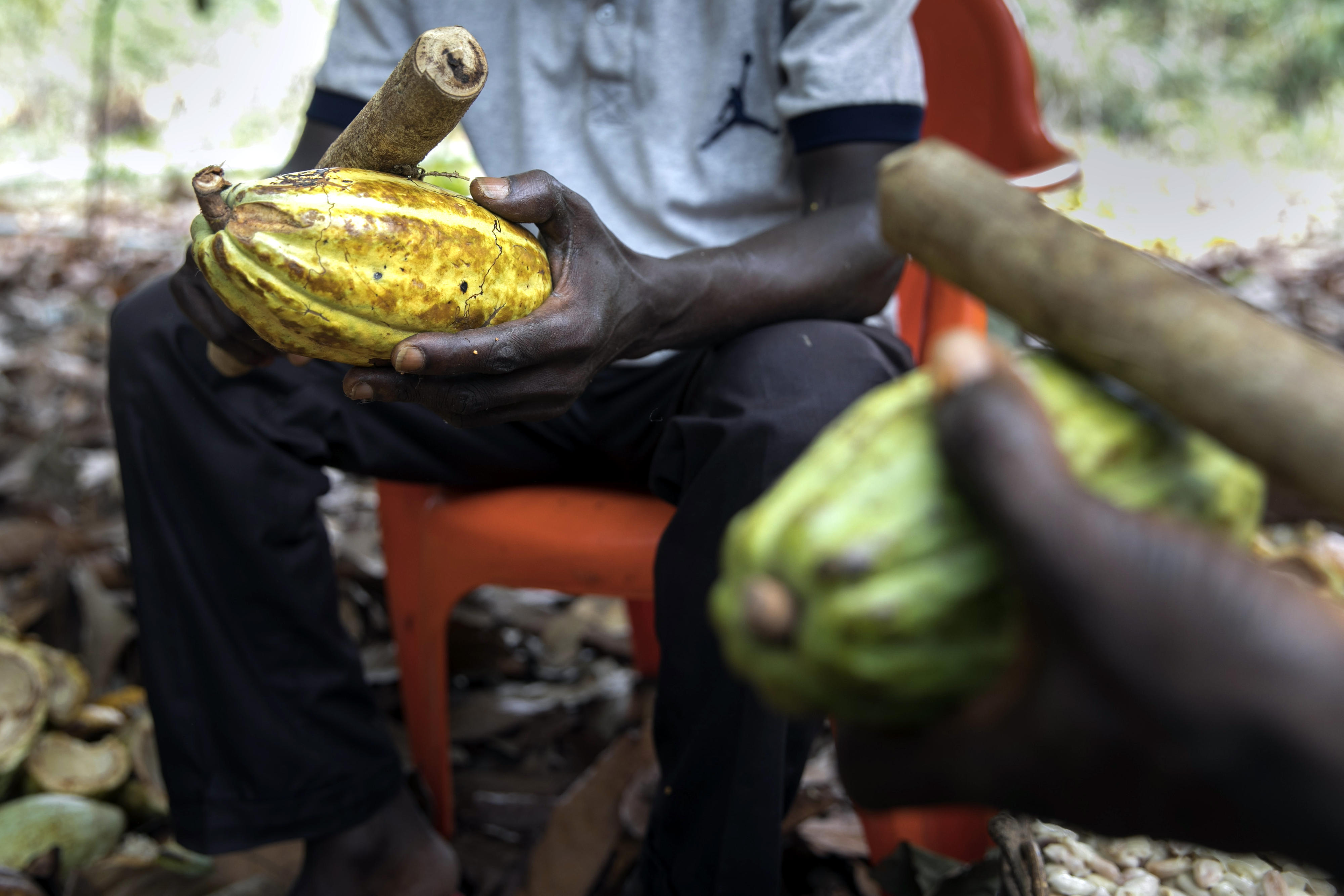 Opening ripe cocoa fruits at the PRO-PLANTEURS cooperative, an initiative for sustainable cocoa production in Adzopé, Côte d'Ivoire