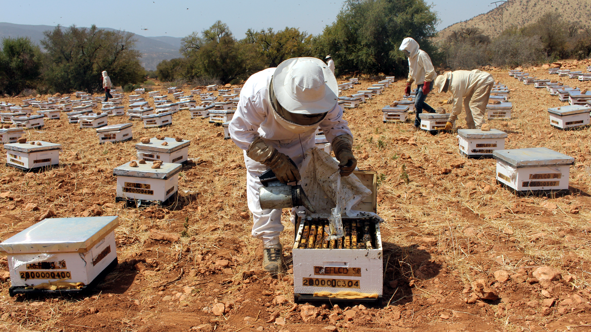 Beekeepers have formed a cooperative.