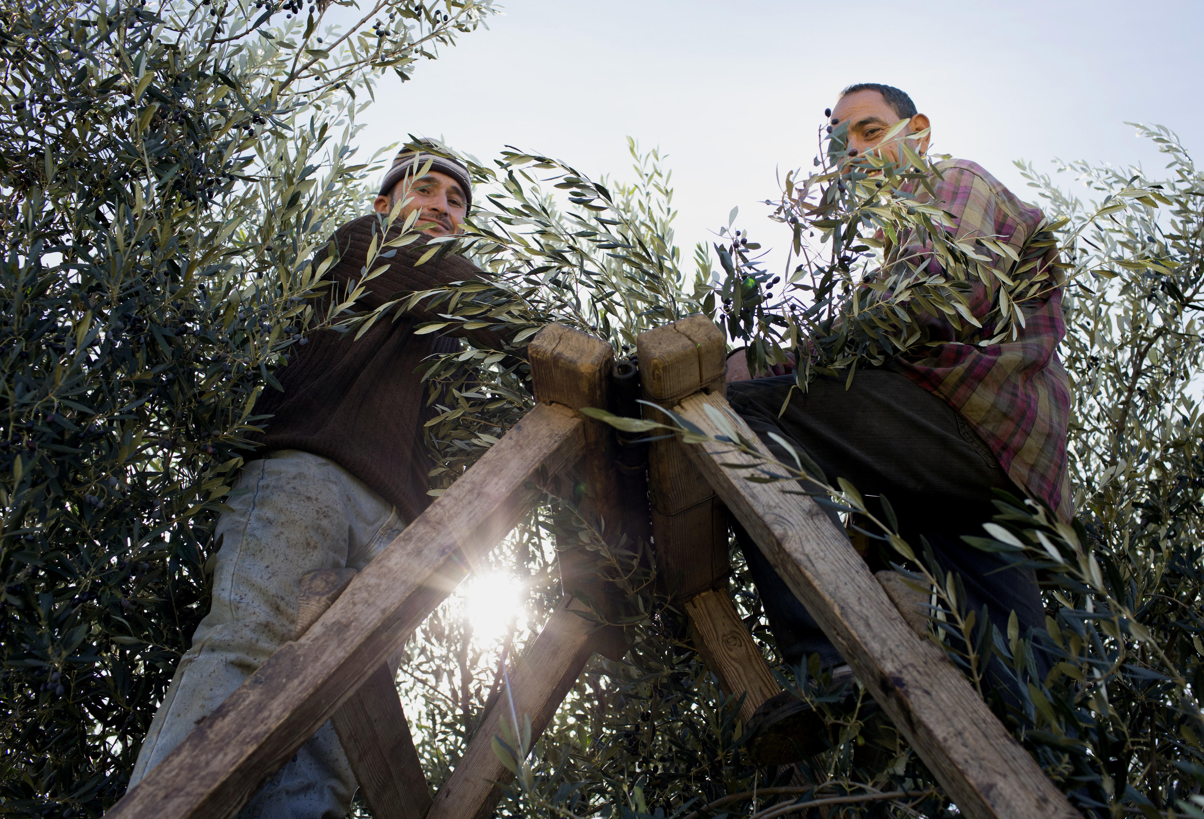 Olive harvest near Kairouan, Tunisia
