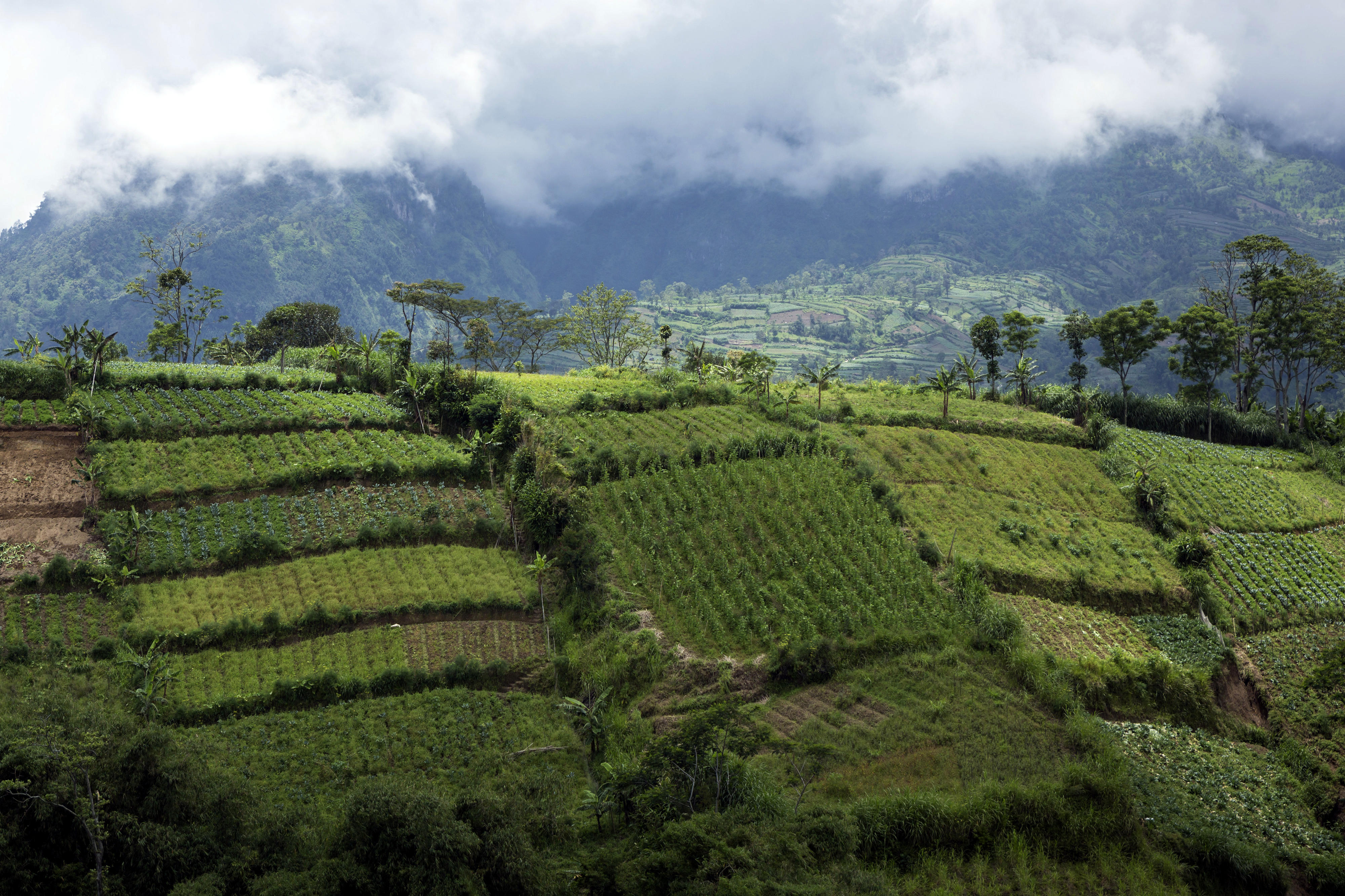 Vegetable plots at the foot of of the volcano Merapi, Indonesia