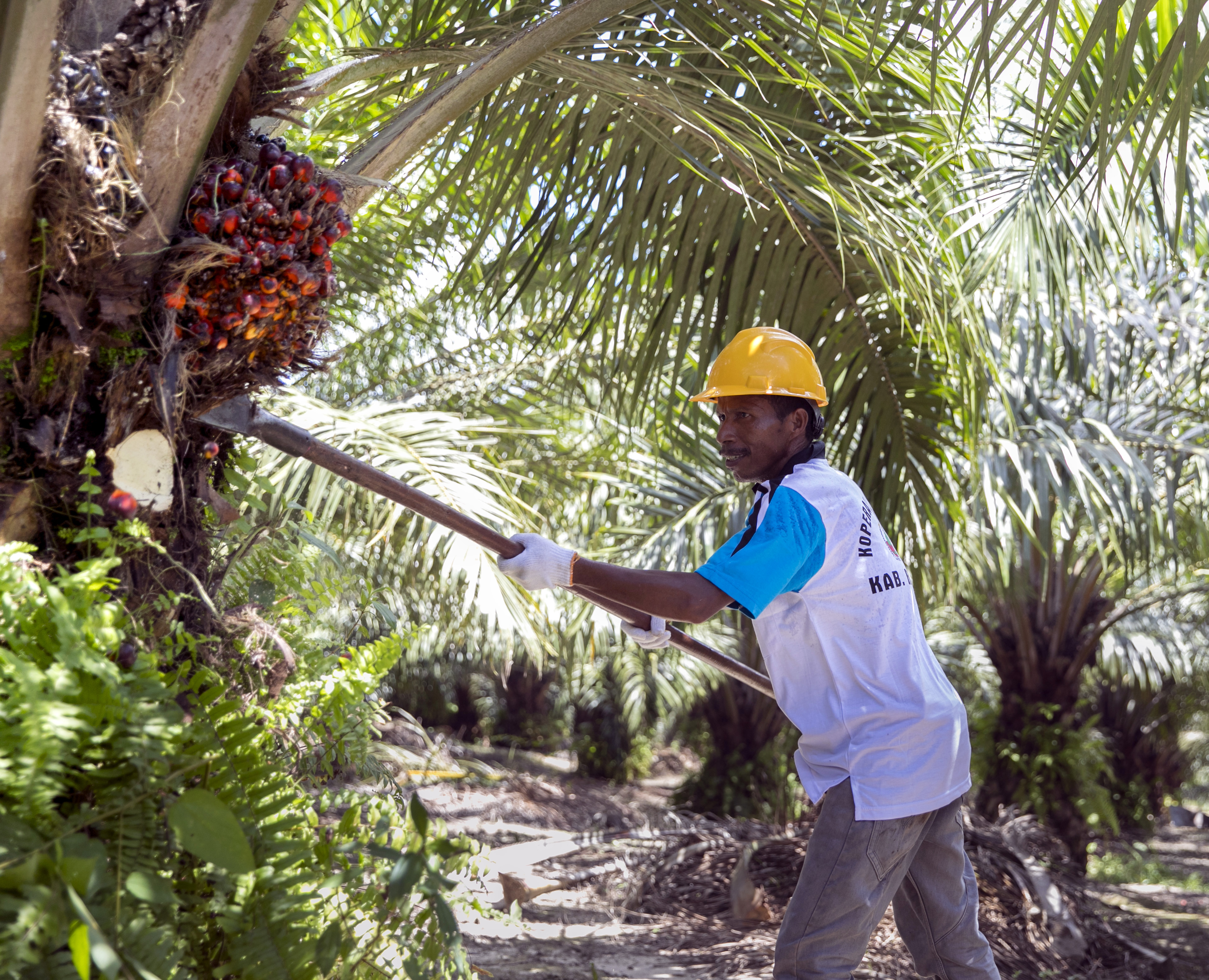 Worker harvesting palm oil fruit