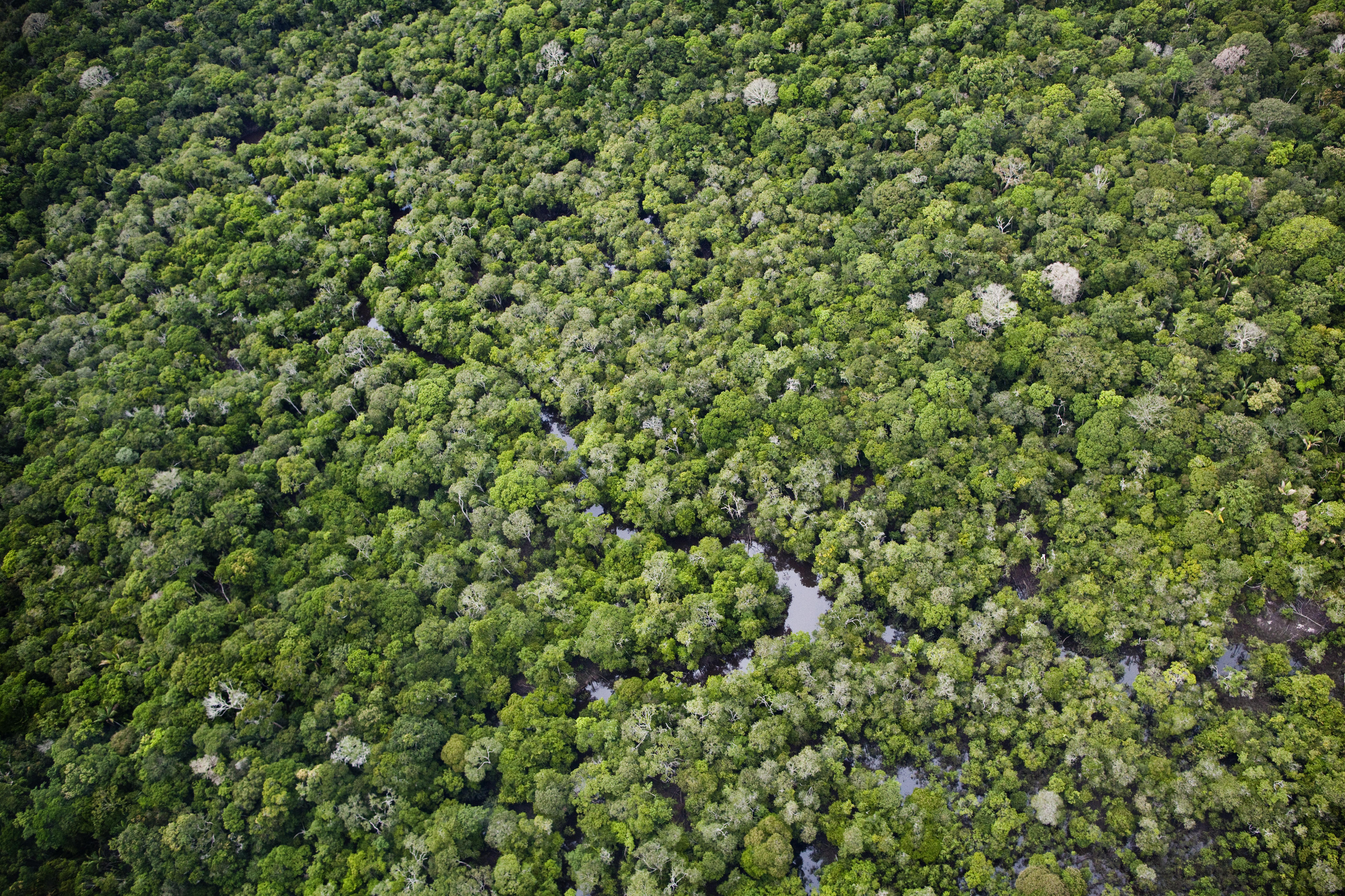 Aerial view of the rainforest in the Anavilhanas National Park in Manaus, Brazil