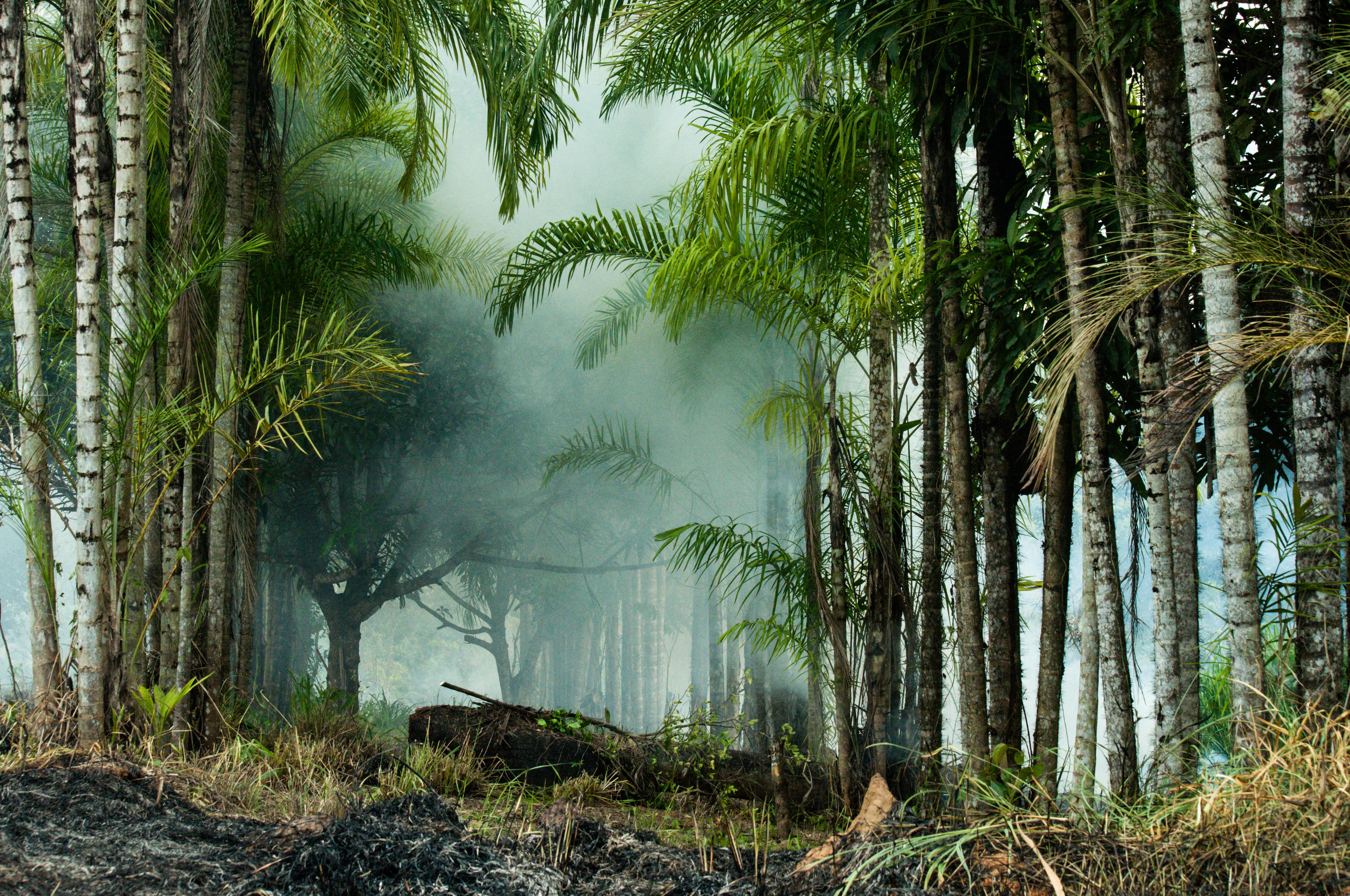 Slash and burn in the Brazilian state of Mato Grosso