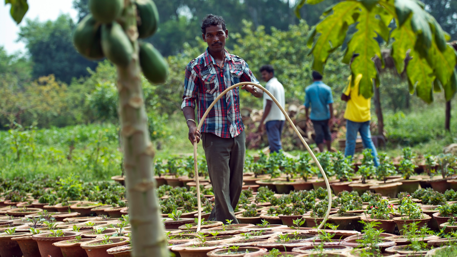 A man irrigates plants at the Green Innovation Centre in Rukka, India, which was set up with support from the BMZ.