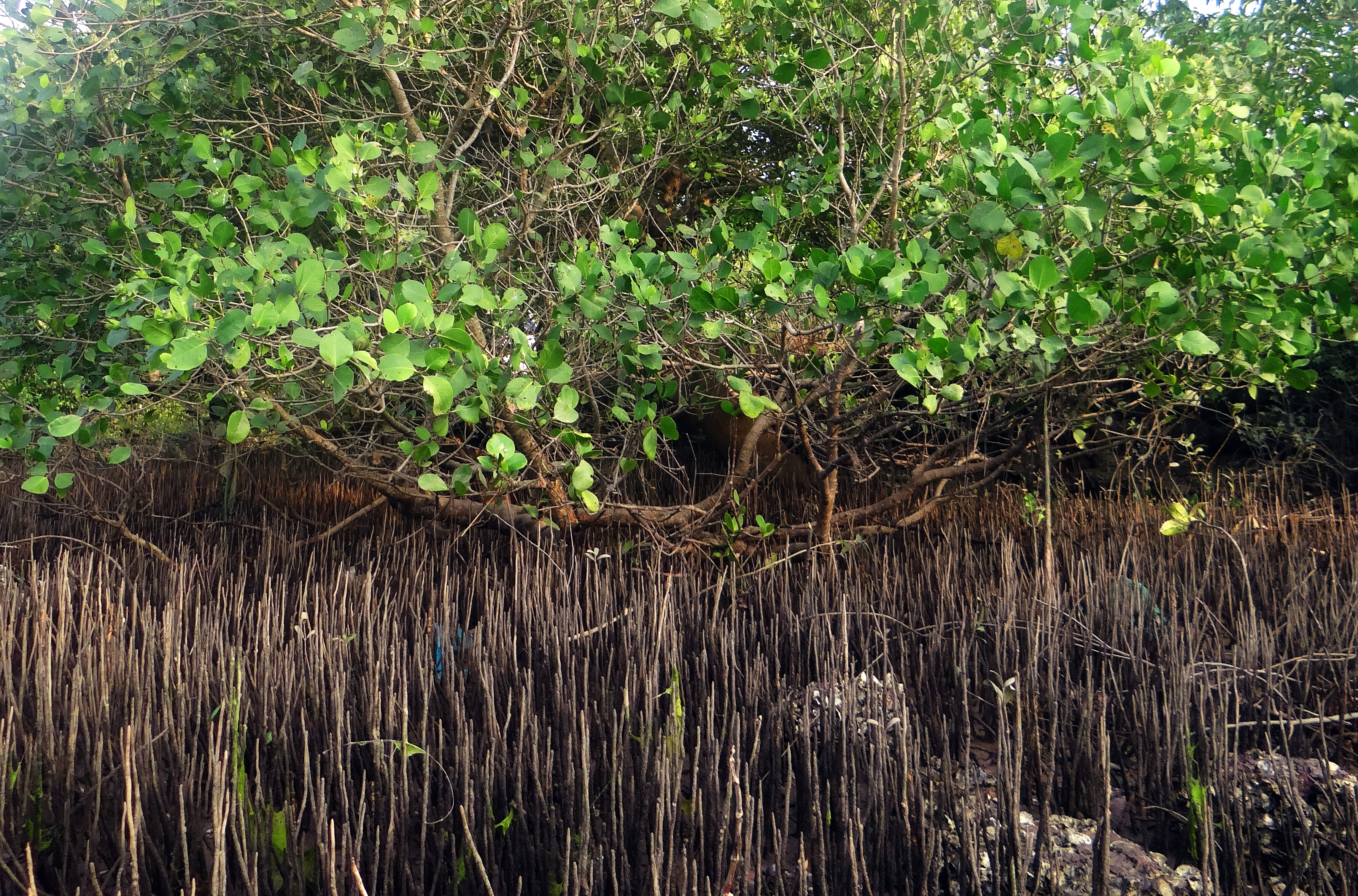 Mangrove forest in India