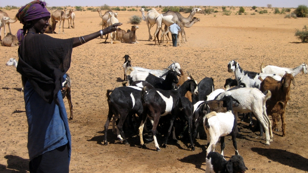 Frauen mit Ziegen und Kamelen in Makanga