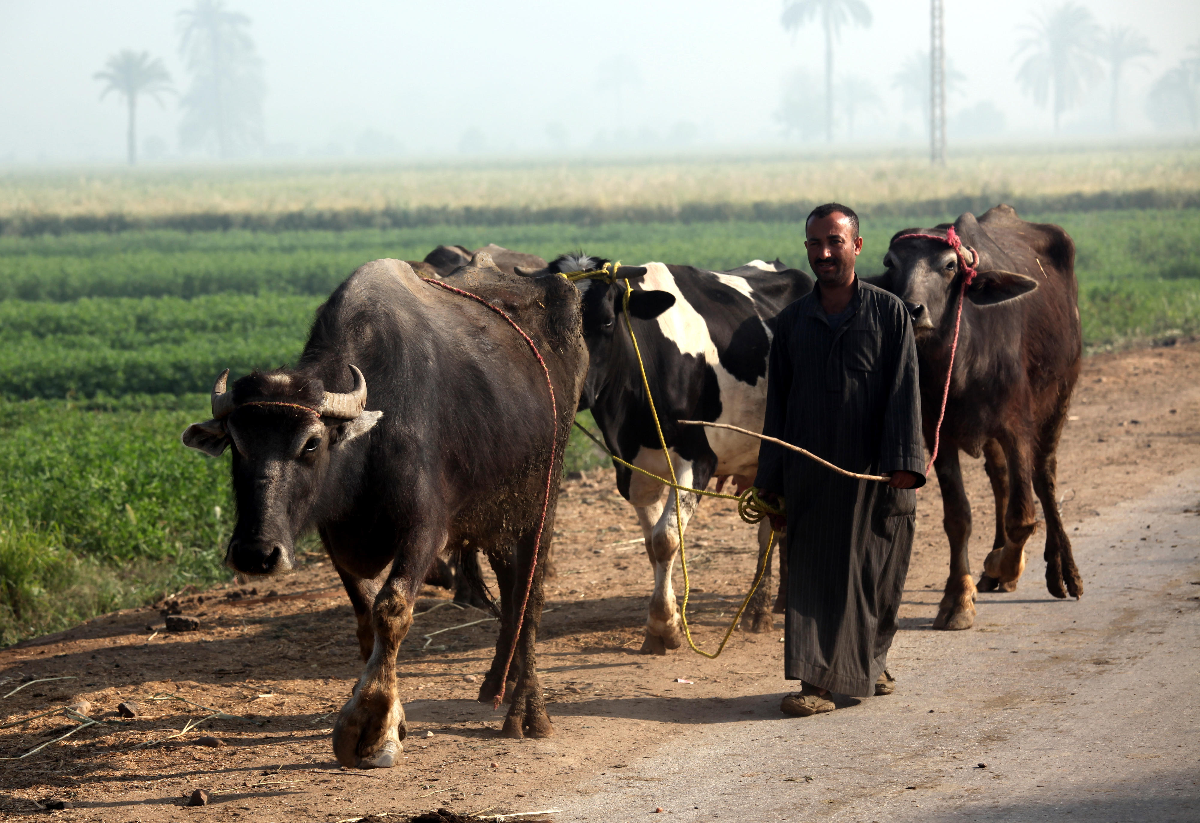 A farmer in the El Minya region of Egypt with two water buffaloes and a dairy cow