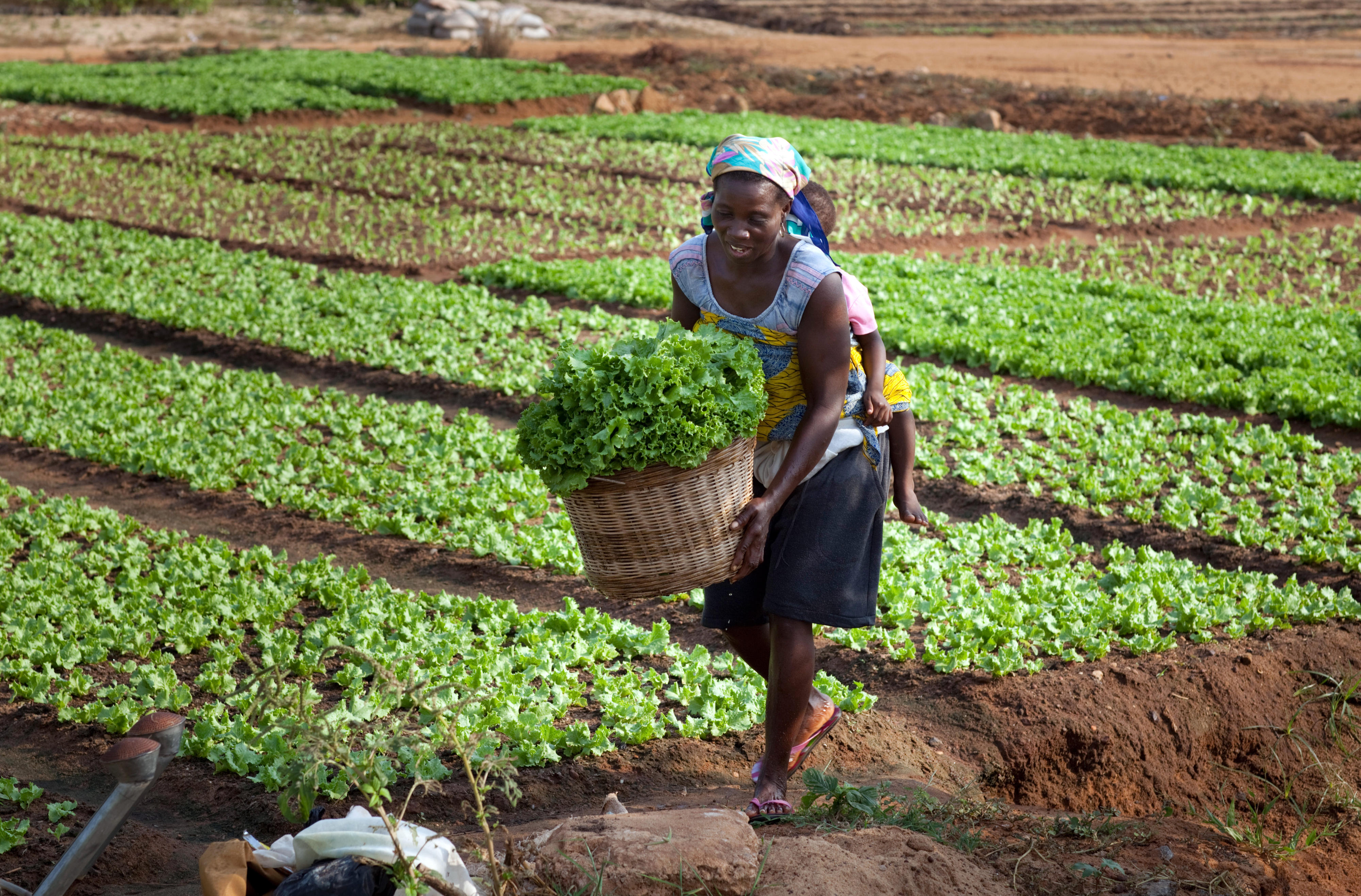 Eine Frau in Togo bei der Salaternte