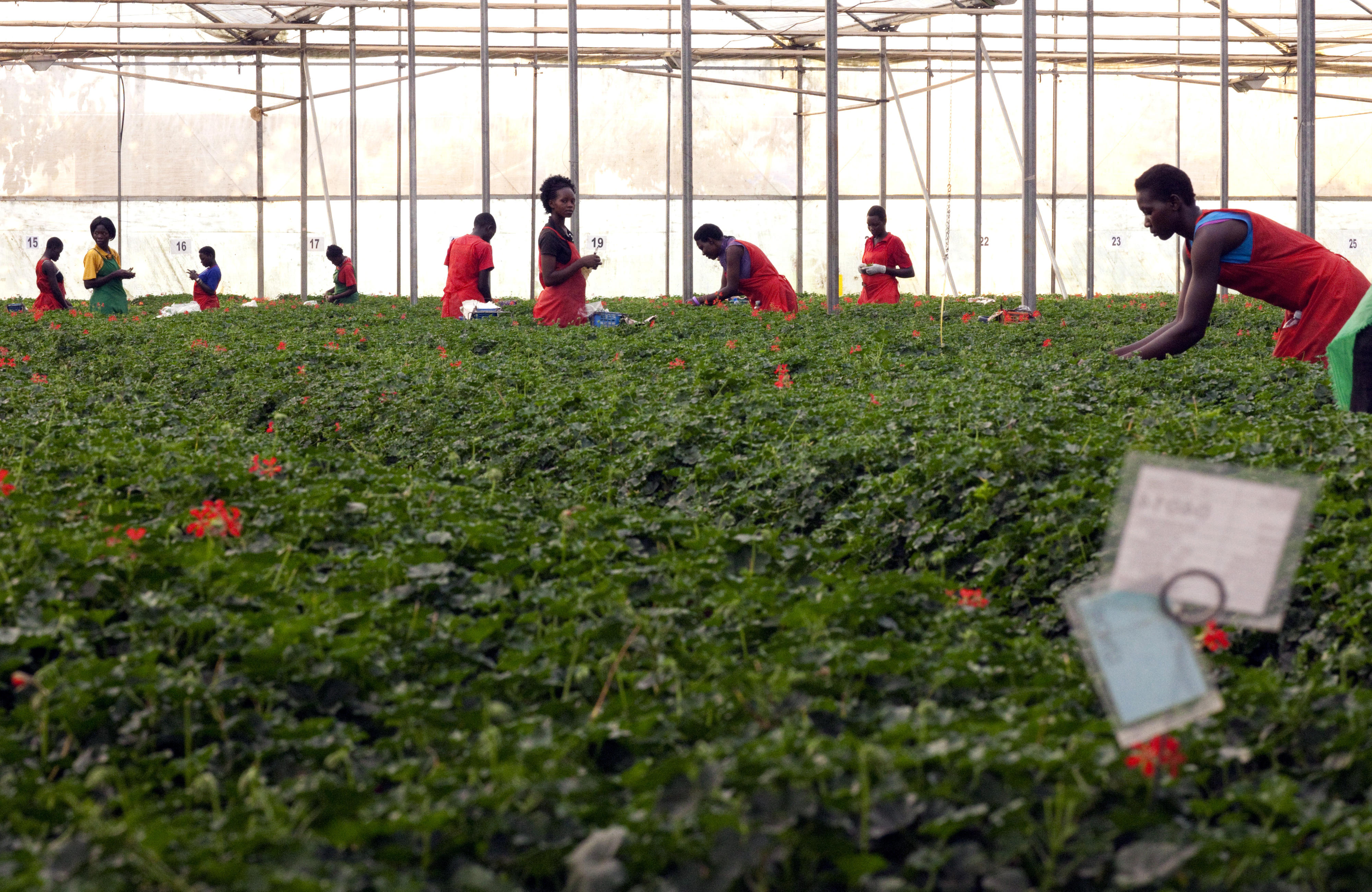 Geranienfarm eines ausländischen Inhabers in Kampala, Uganda