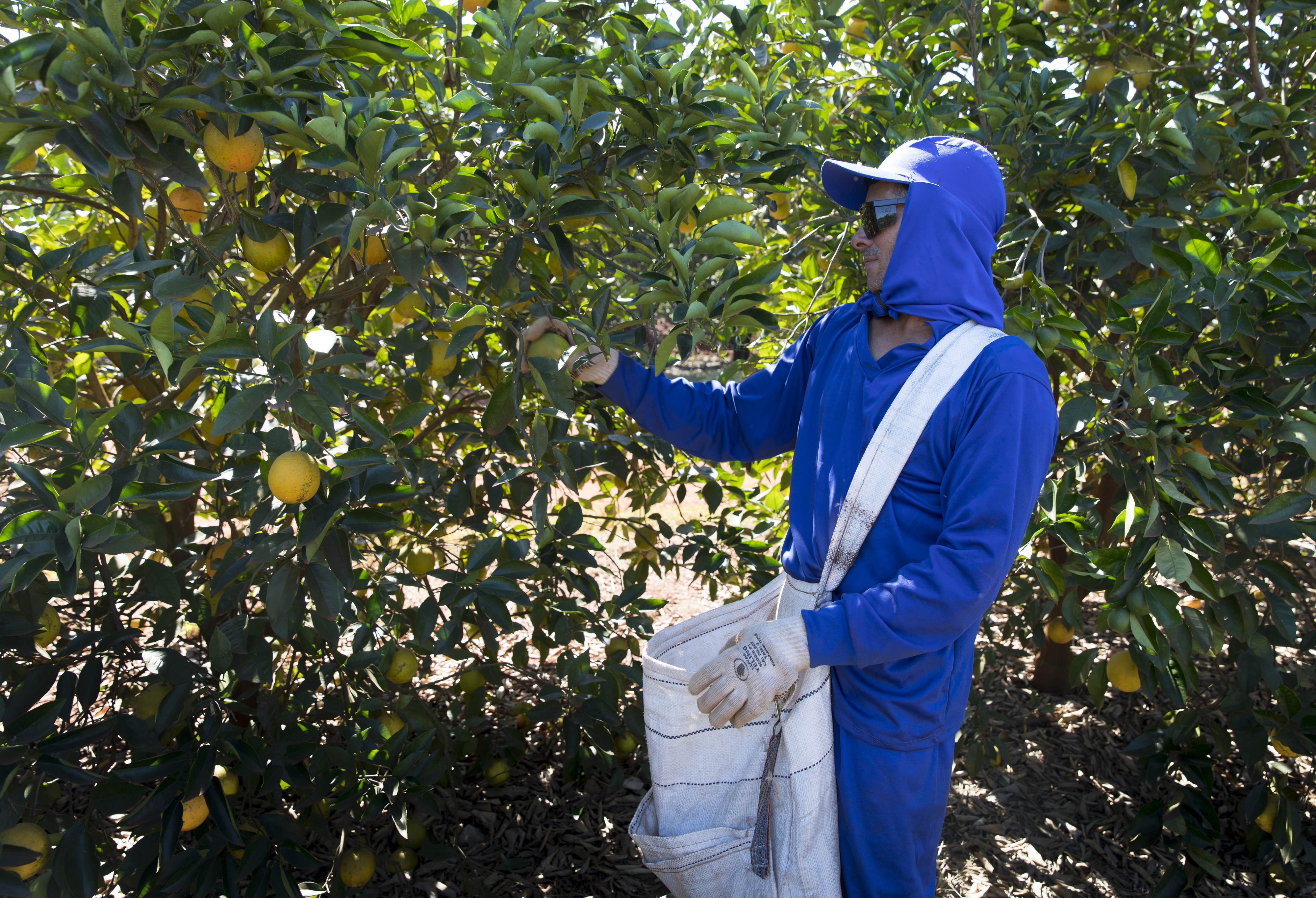 Orangenernte auf einer Plantage in Brasilien