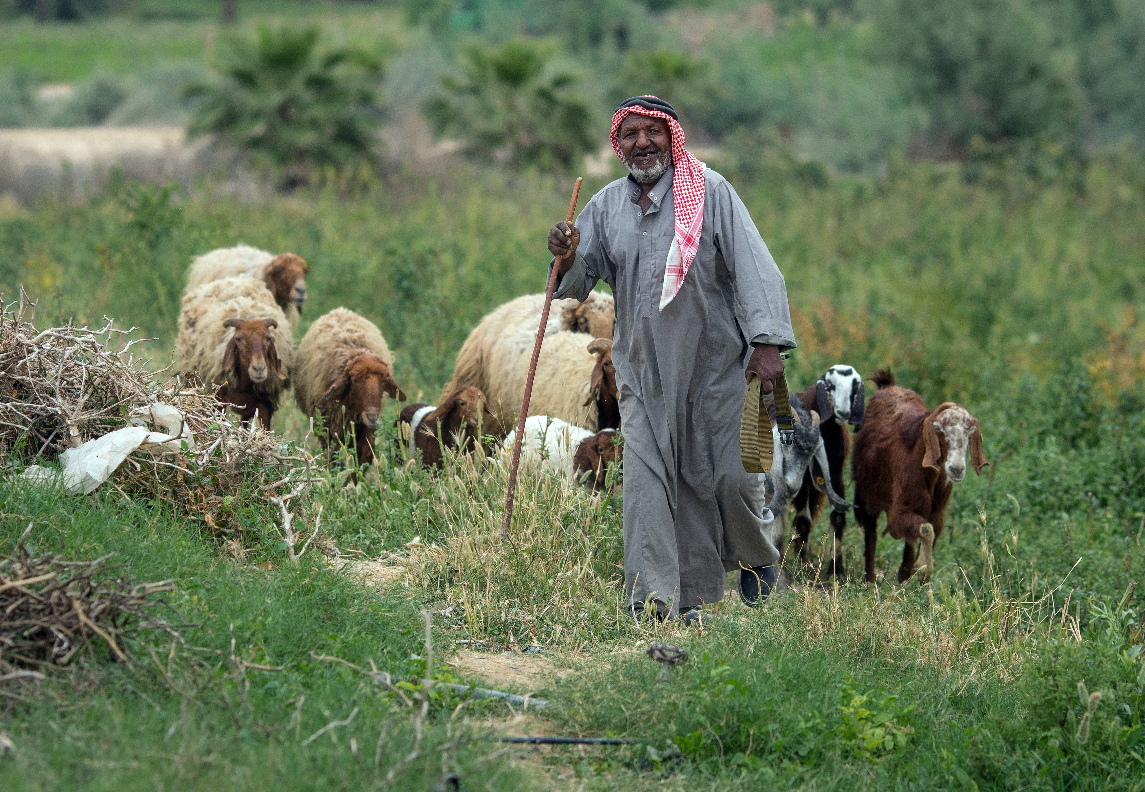 Shepherd in Jordan