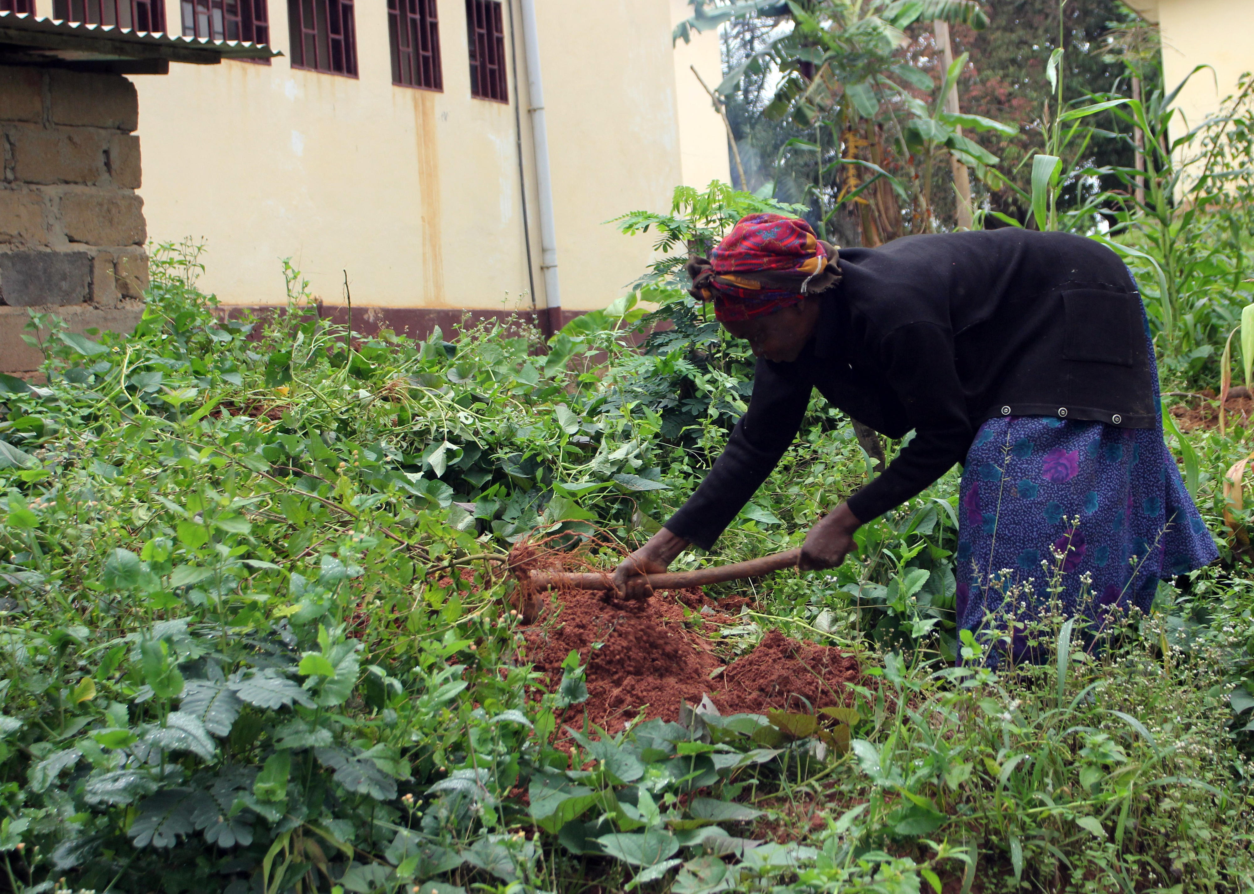 Harvesting yams in a local farm in Bafia, Cameroon