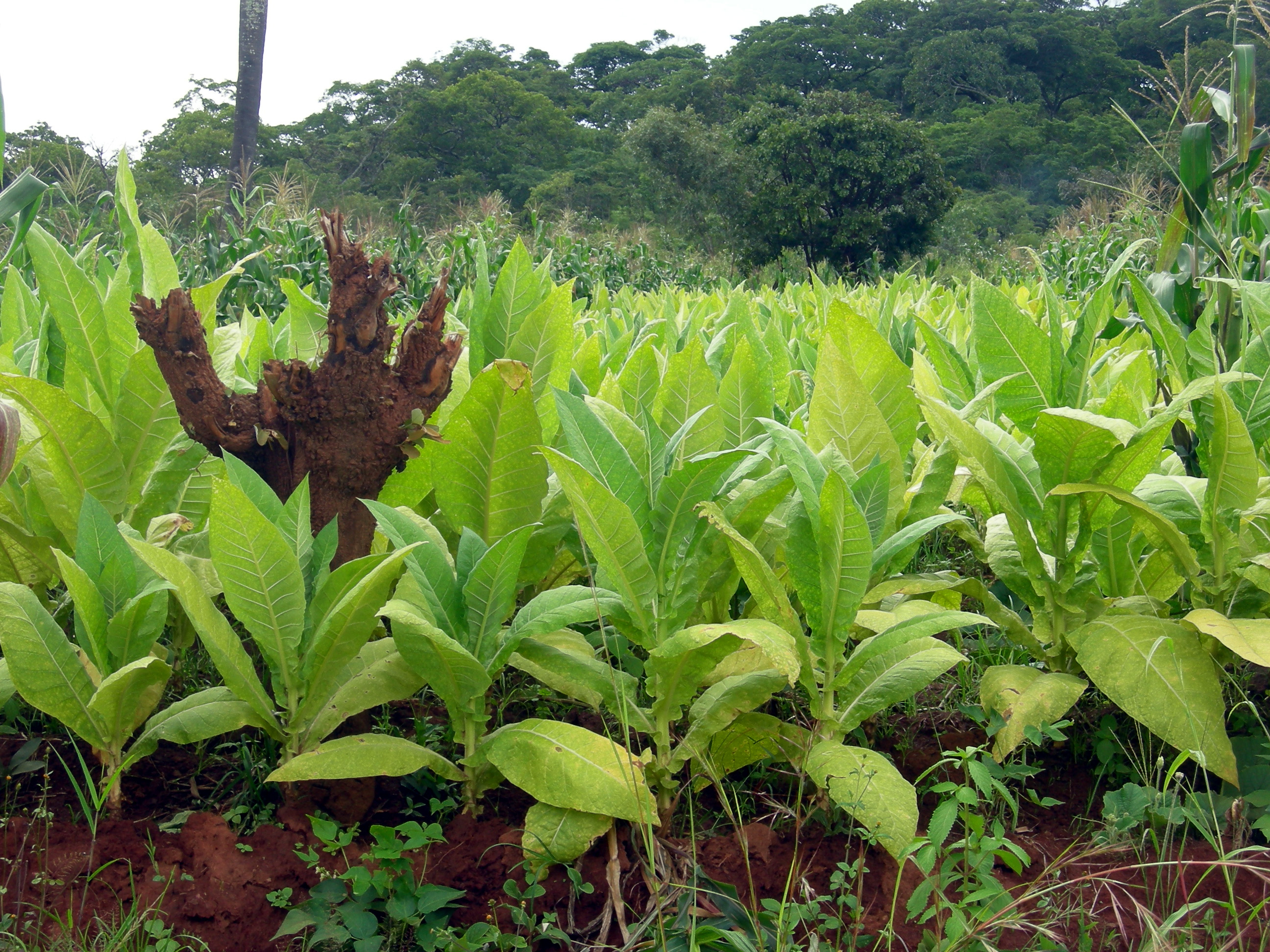 Tobacco plantation in Malawi