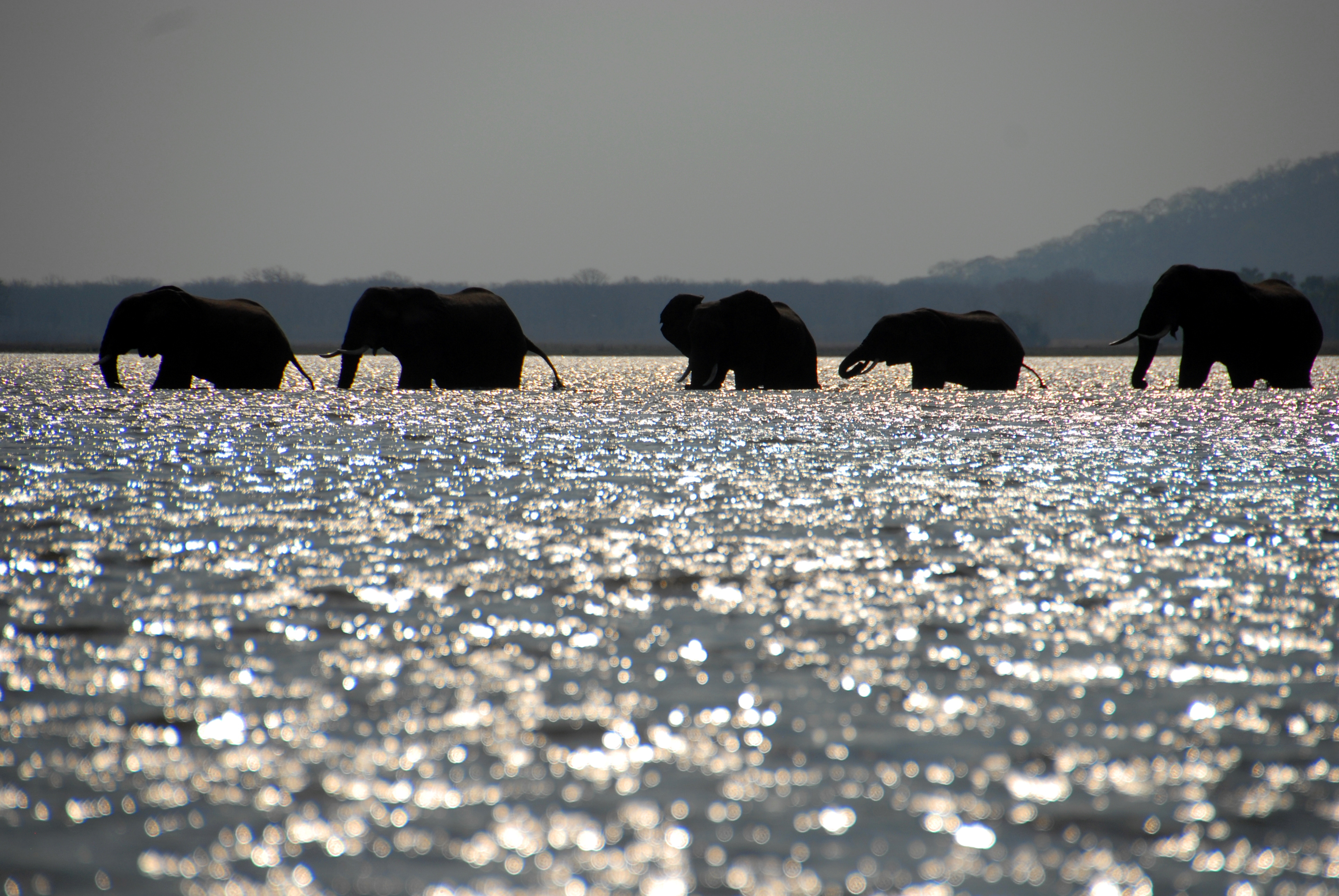 Elephants in Liwonde National Park, Malawi