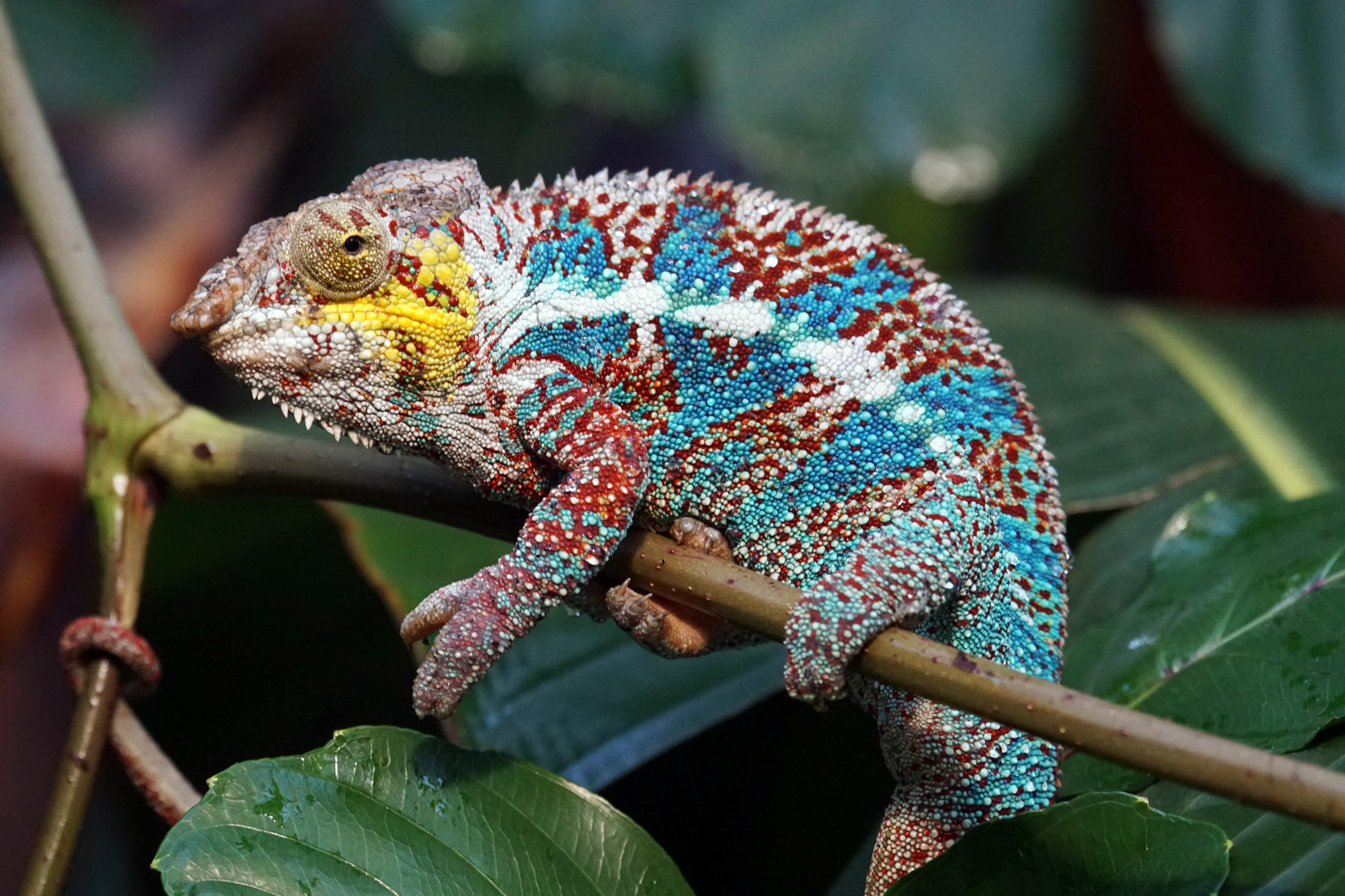 Chameleon in Madagascar