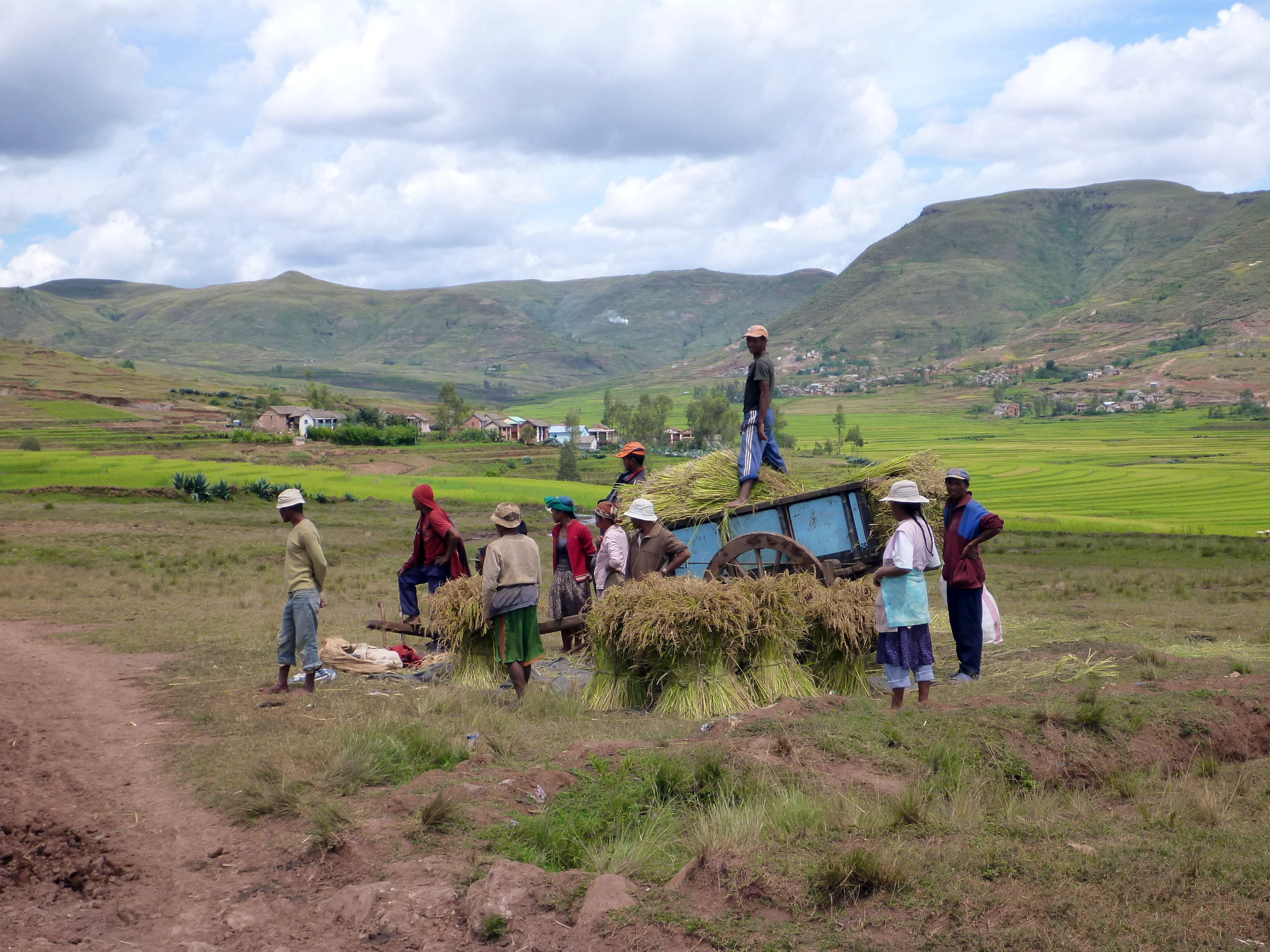 Farmers harvesting rice