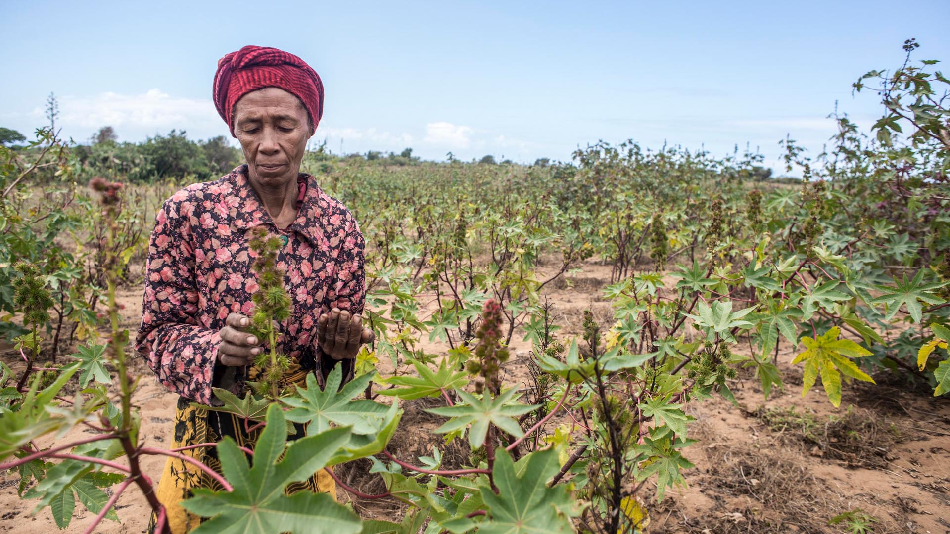 Madame Filao inspects her castor oil plants.