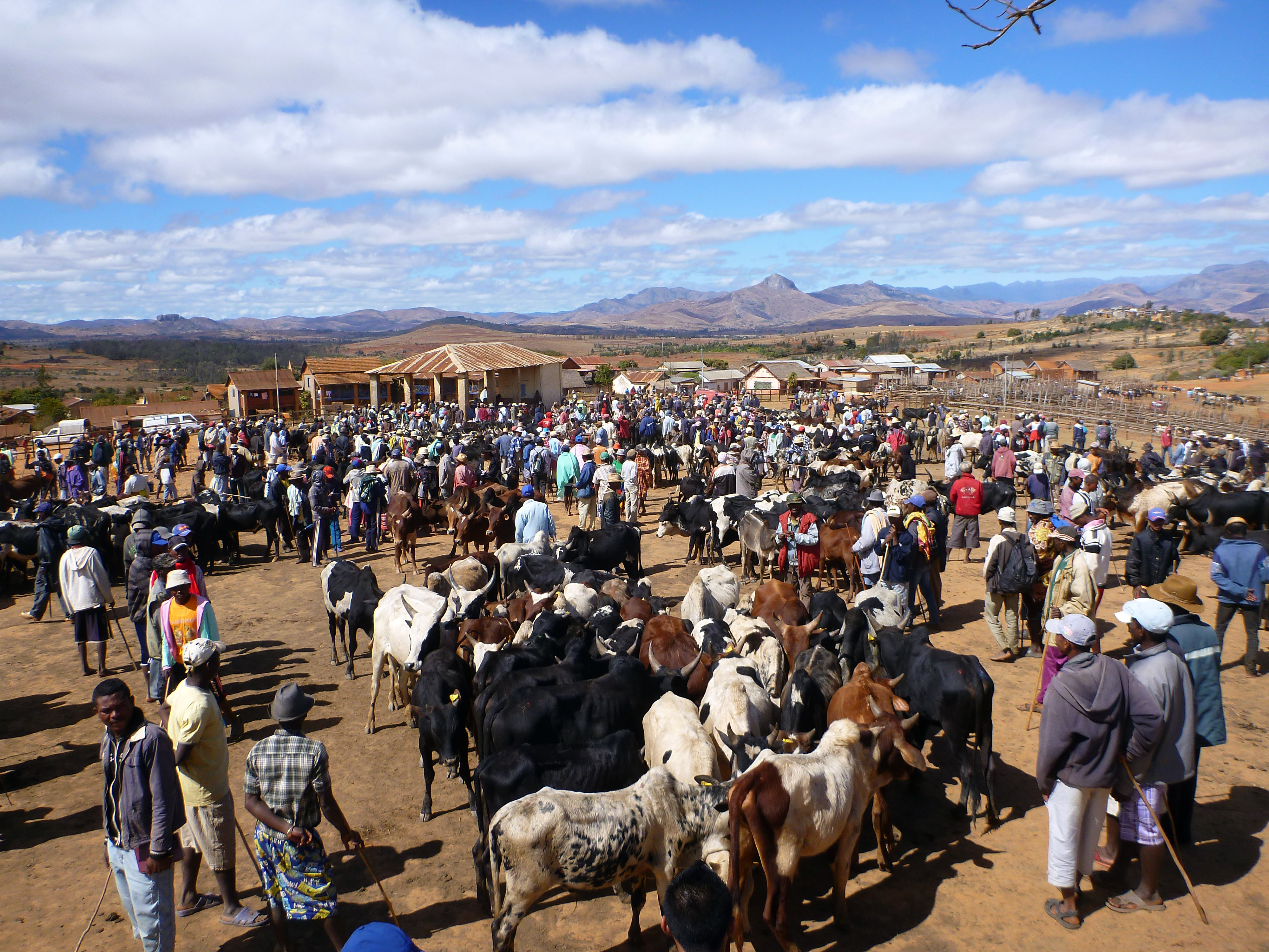 Zebu market in Ambalavao