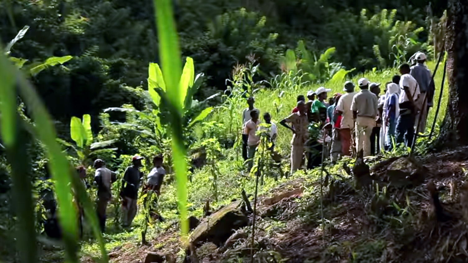 Sustainable vanilla cultivation in Madagascar