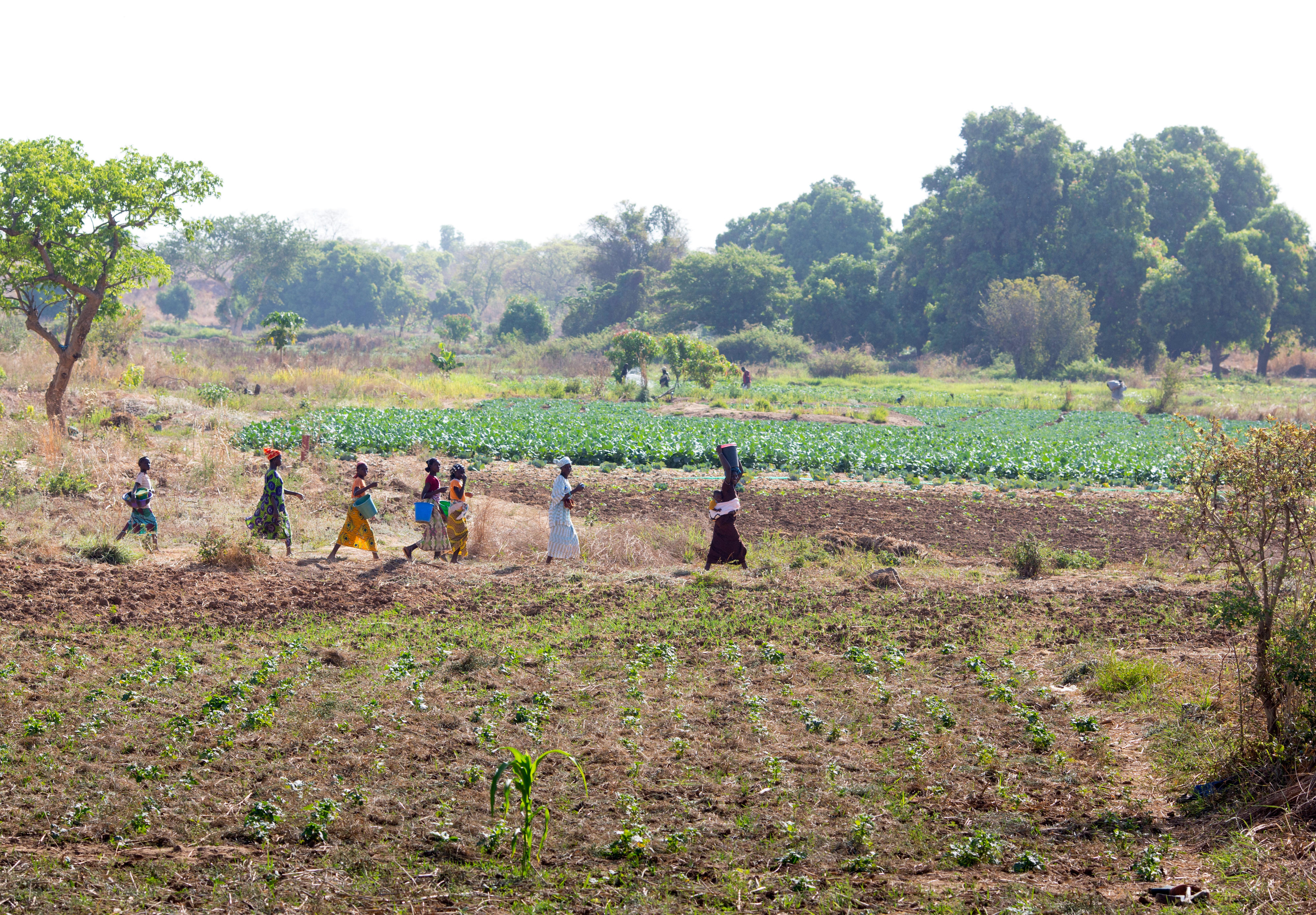 Farmers on their way to their fields