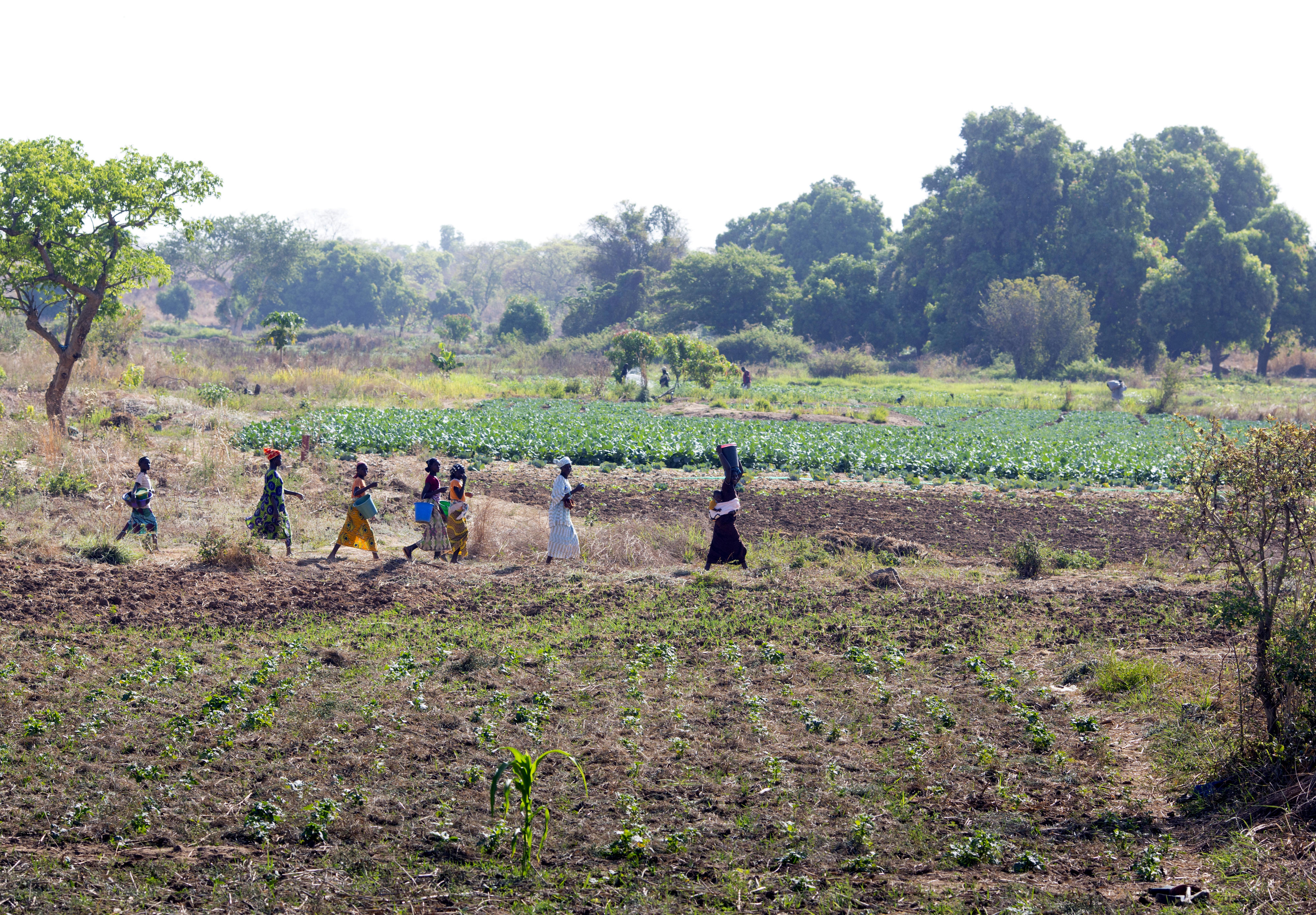 Bäuerinnen auf dem Weg zum Feld in Beledougou in Mali