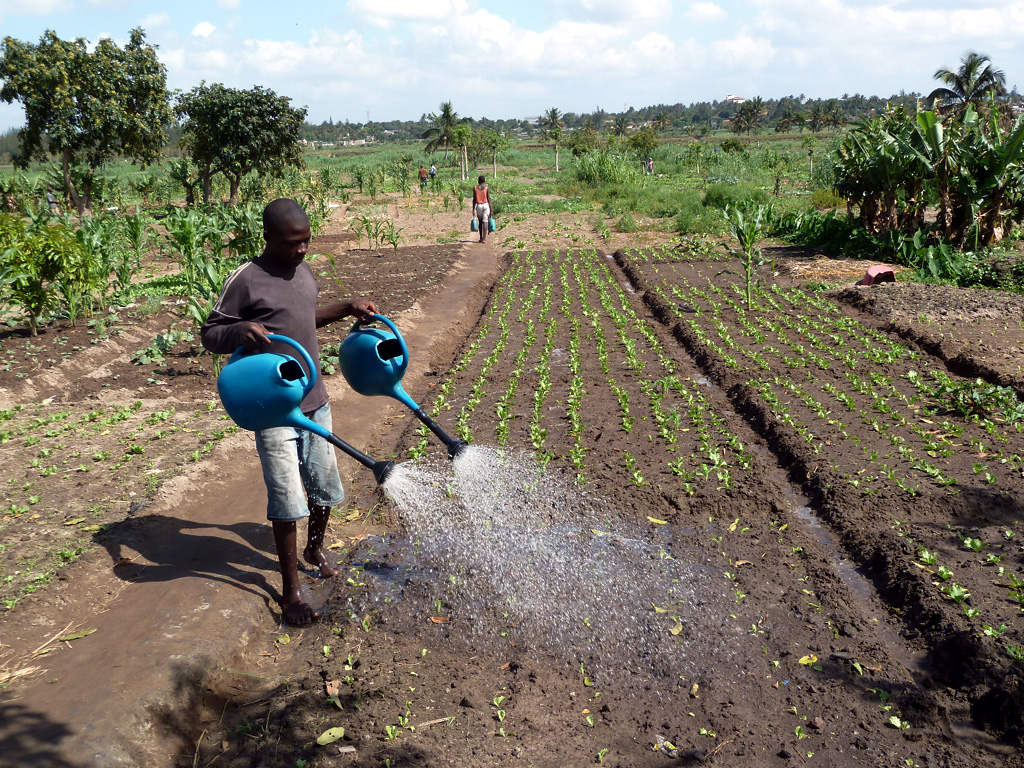 Vegetable cultivation in Mozambique