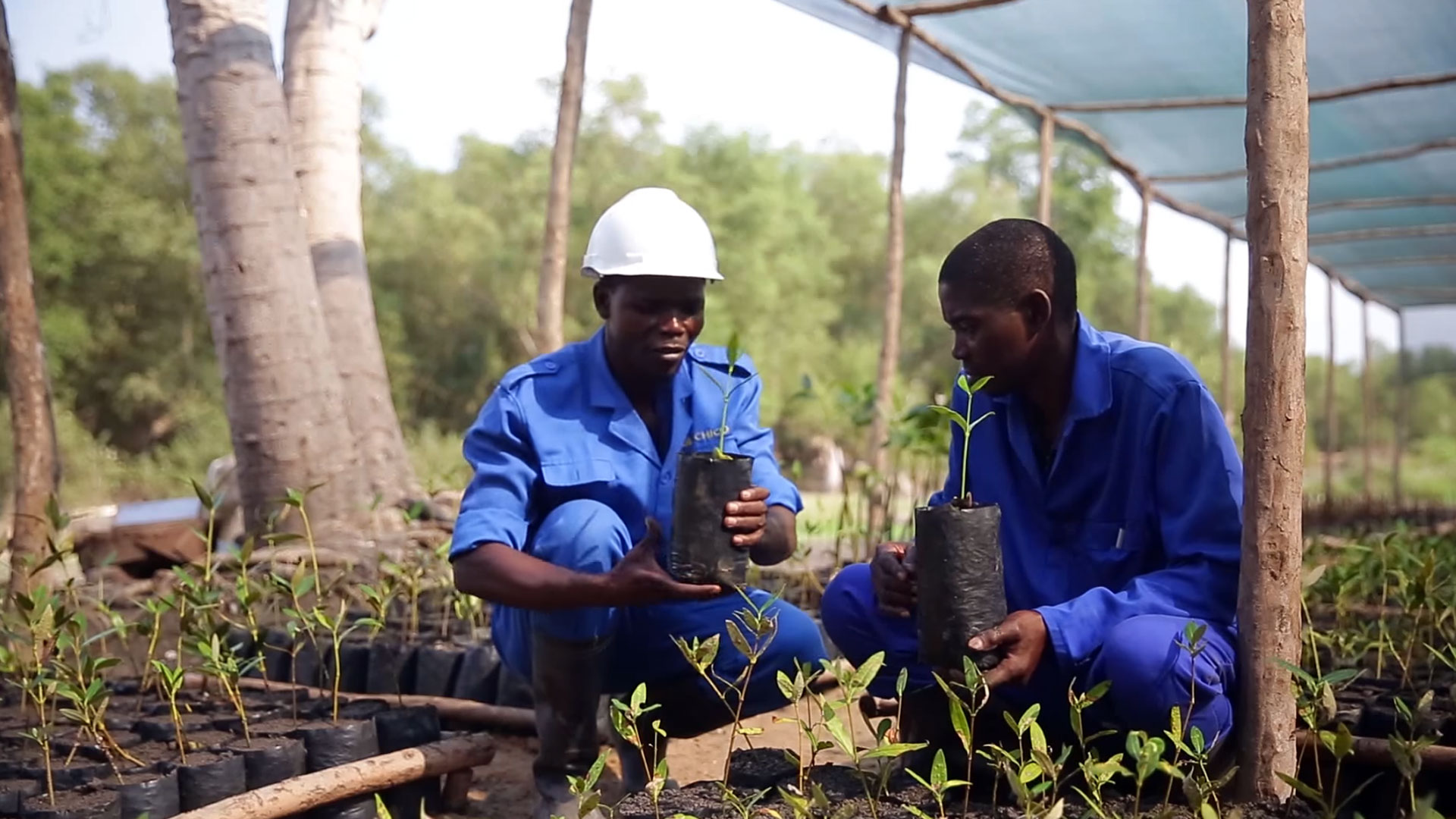 Tree nursery in Beira