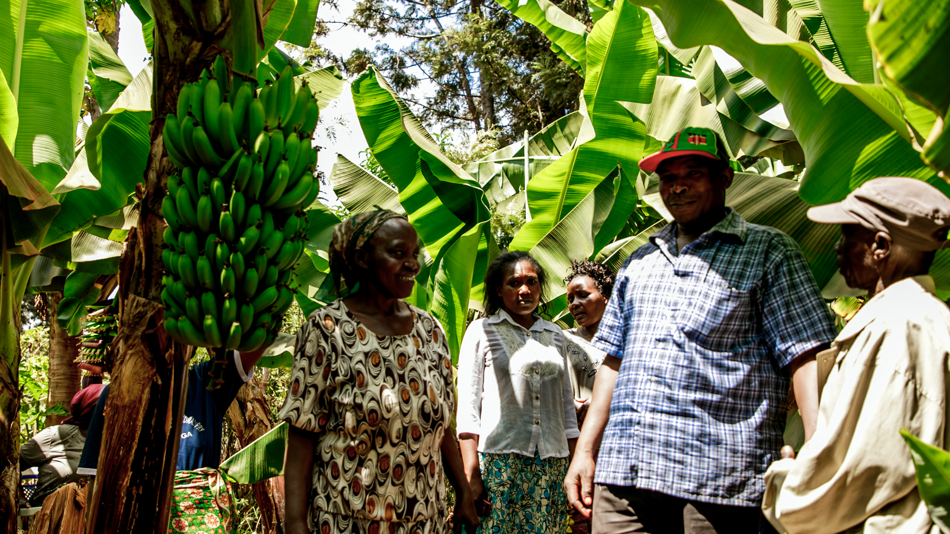 Bäuerinnnen und Bauern auf einer Bananenplantage, die von der Bewässerungsanlage der Bauernkooperative Mitooini in Kenia versorgt wird