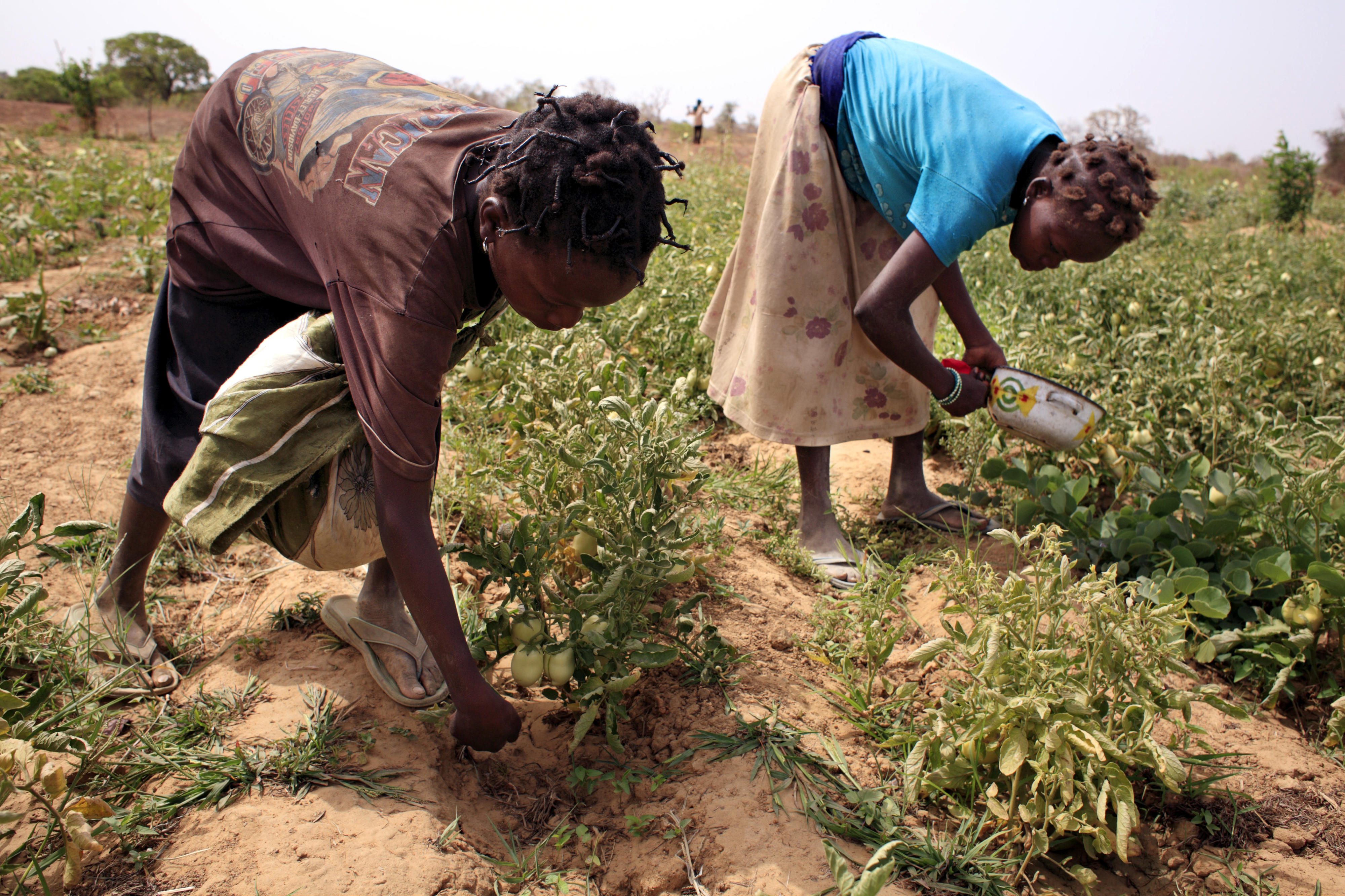 Frauen in Burkina Faso bei der Feldarbeit