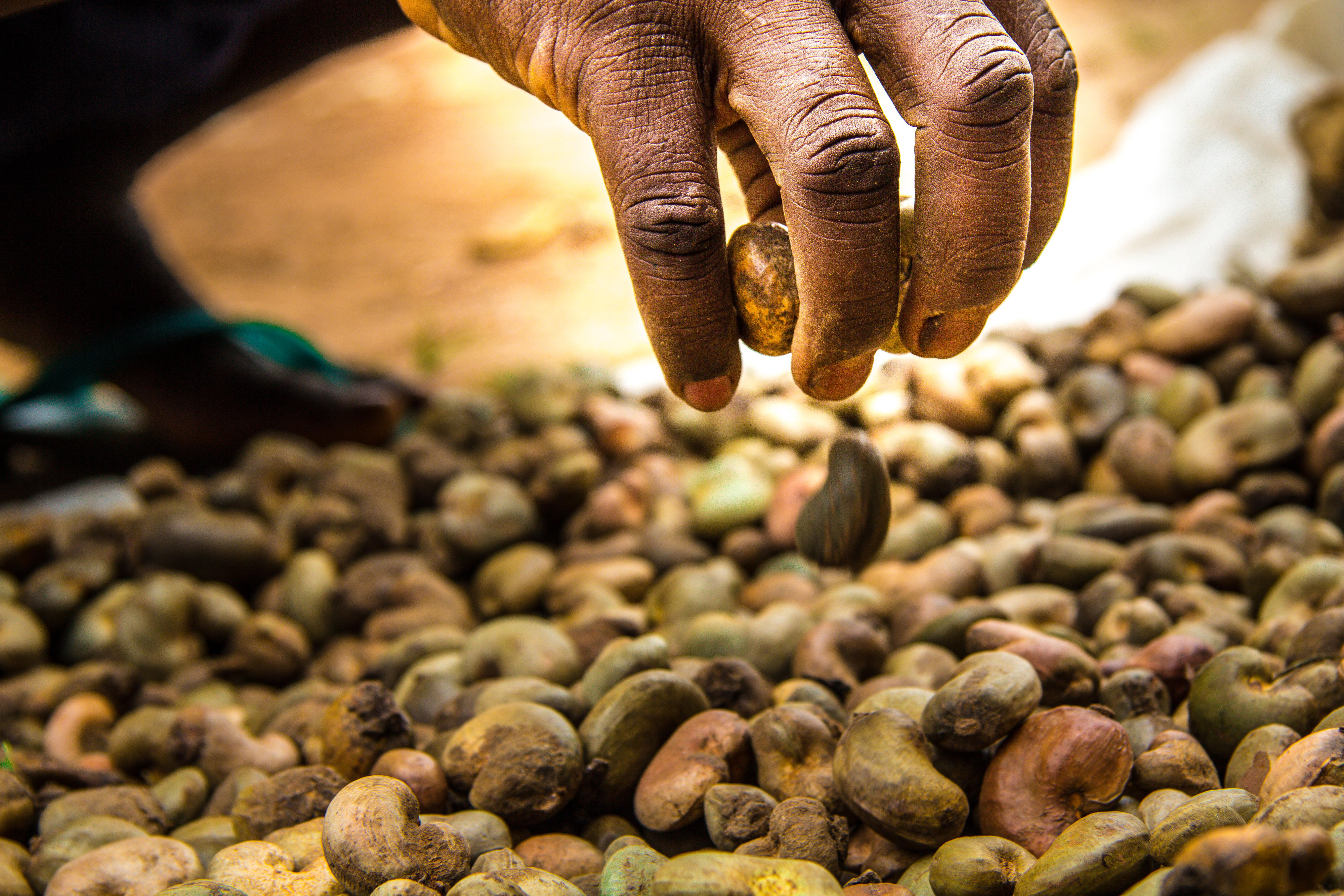 Qualitätskontrolle bei Kakaobohnen