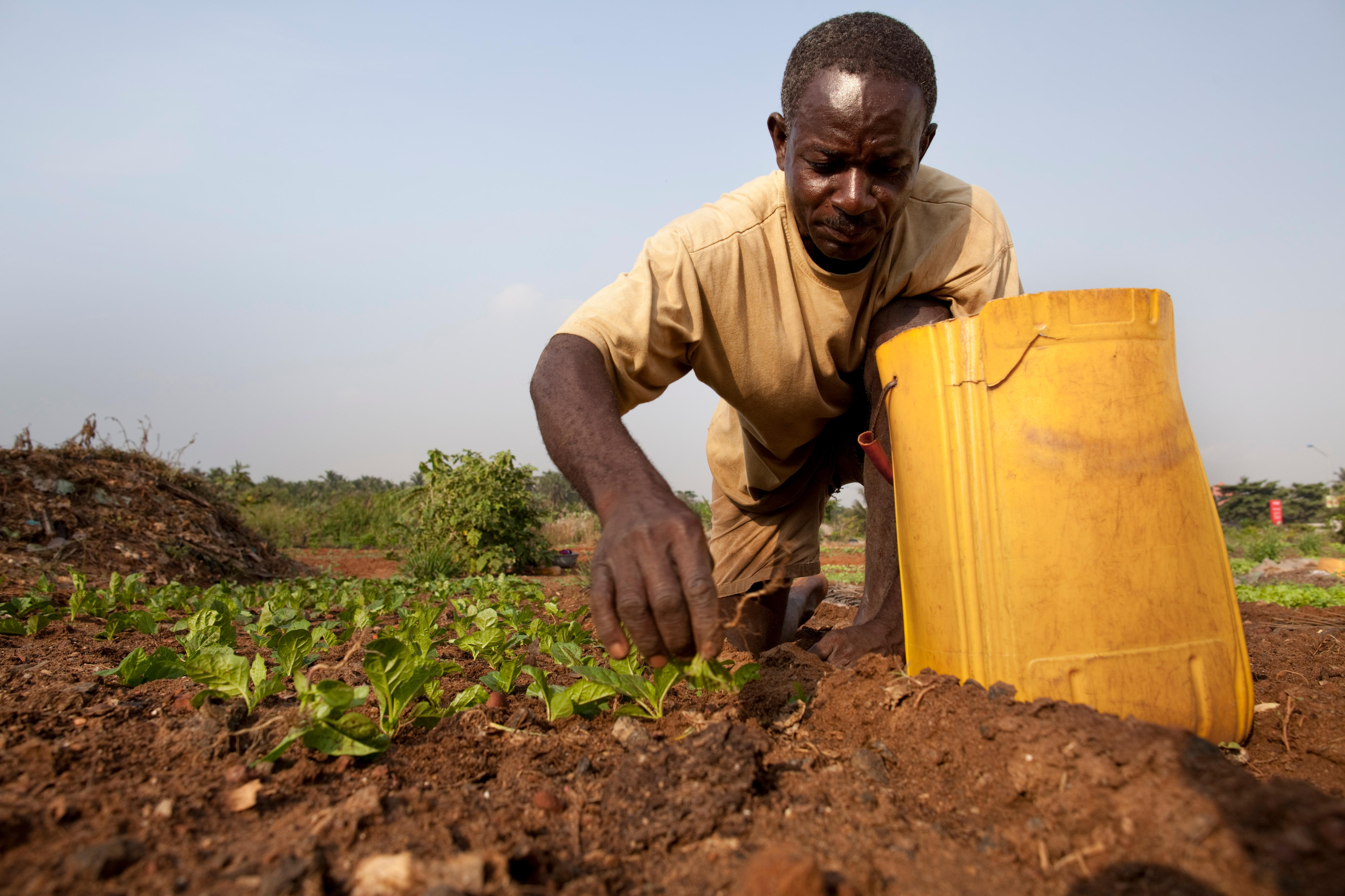 Ein Bauer in Lomé, Togo, bepflanzt ein Feld.