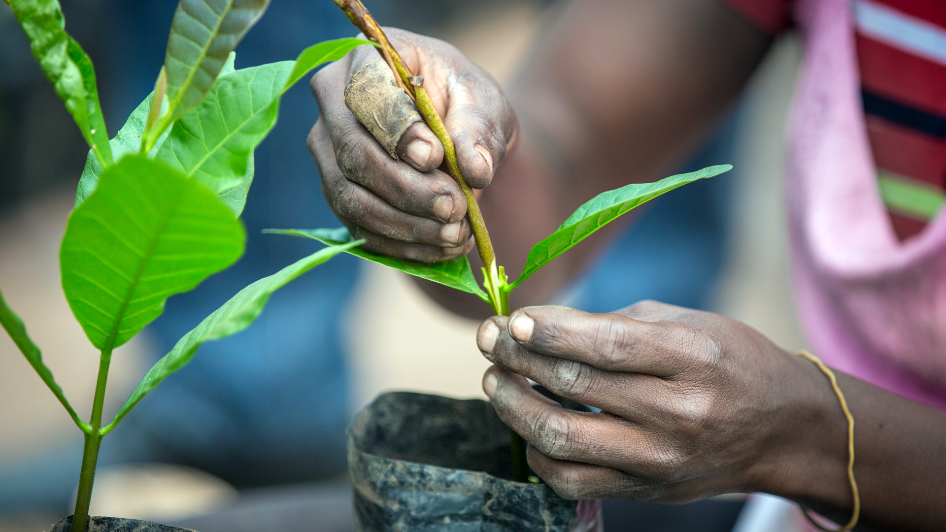 Veredelung von Cashewpflanzen in der Cashew Research Station in Wenchi, Ghana