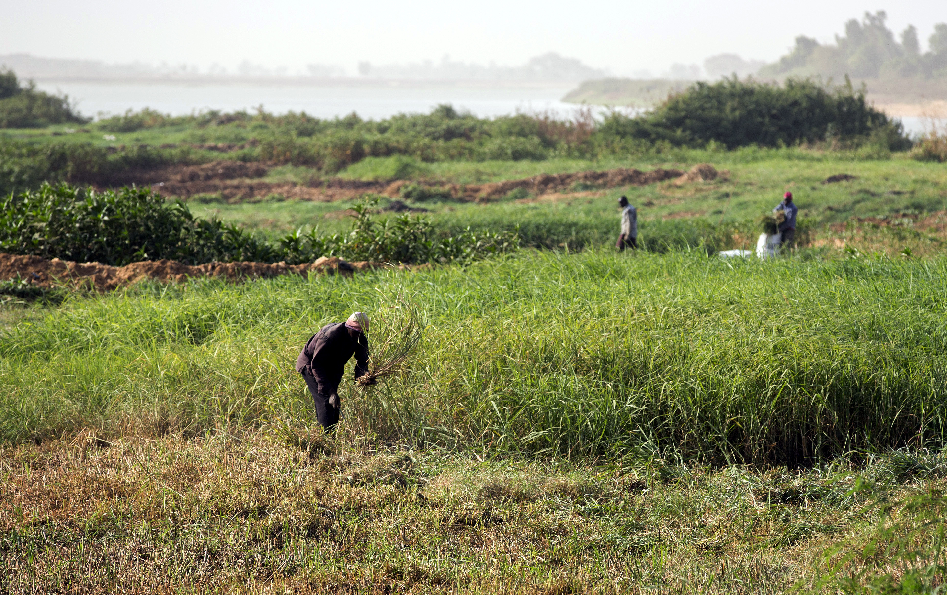 Farmers working in the fields near Niamey in Niger