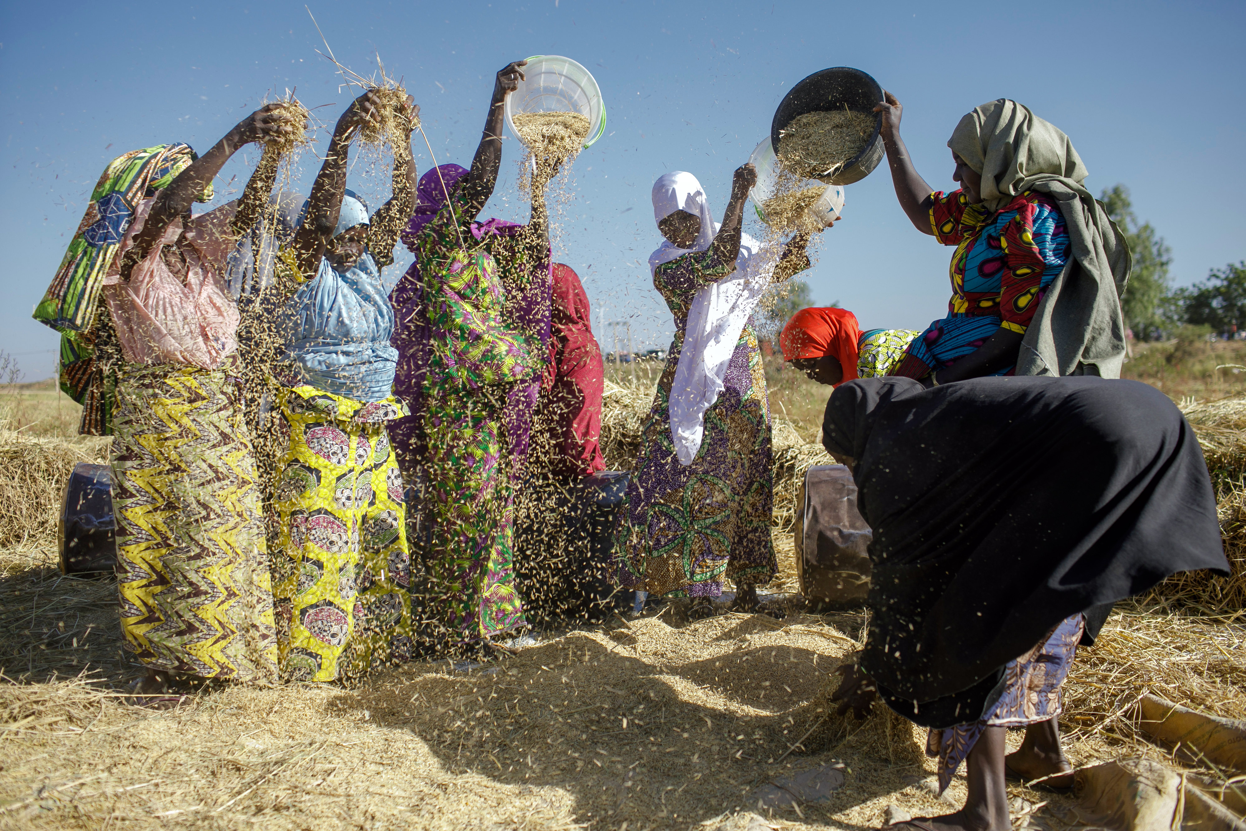 Women threshing rice in Sunu, Nigeria
