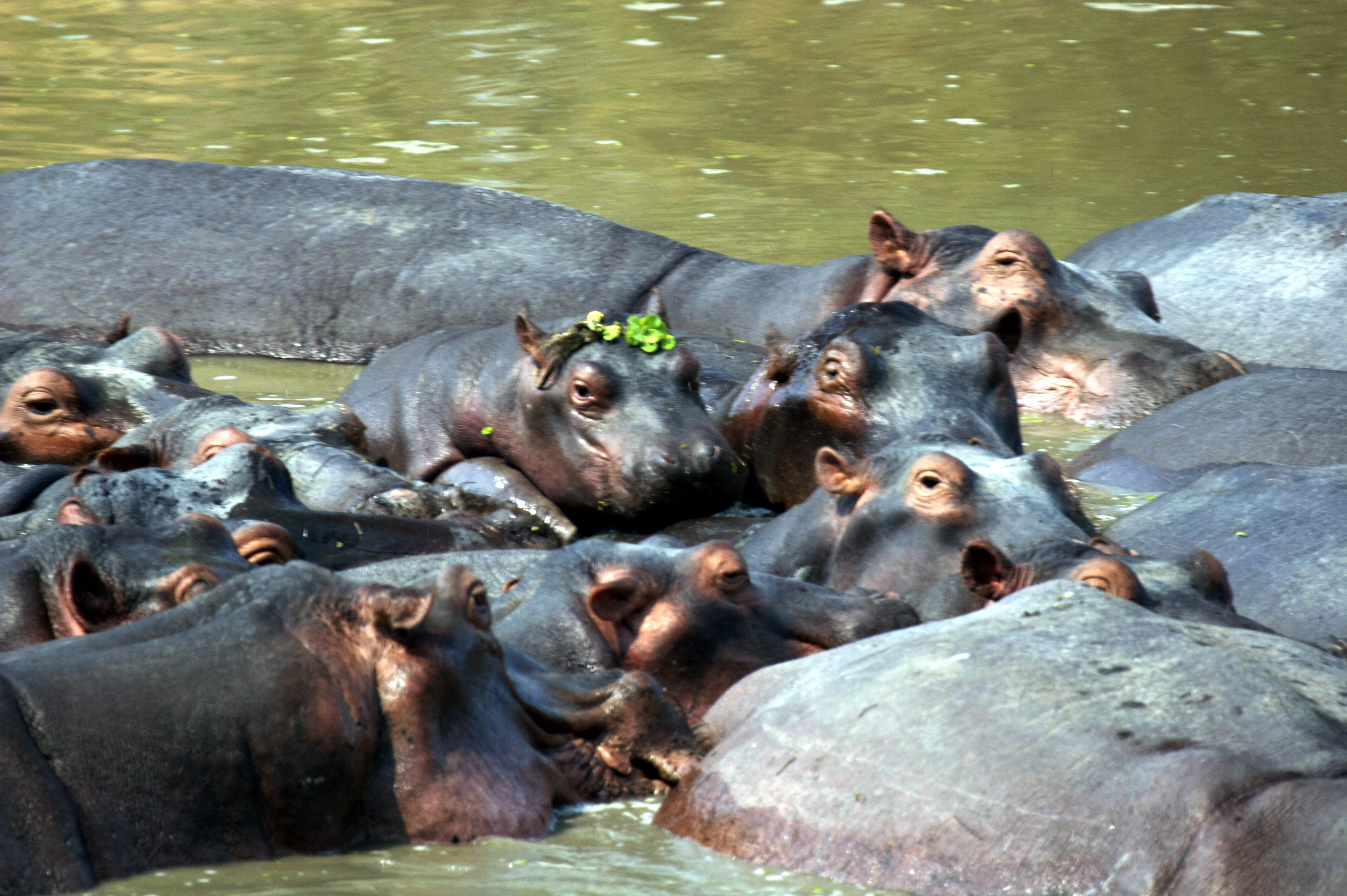 Hippos in Zambia
