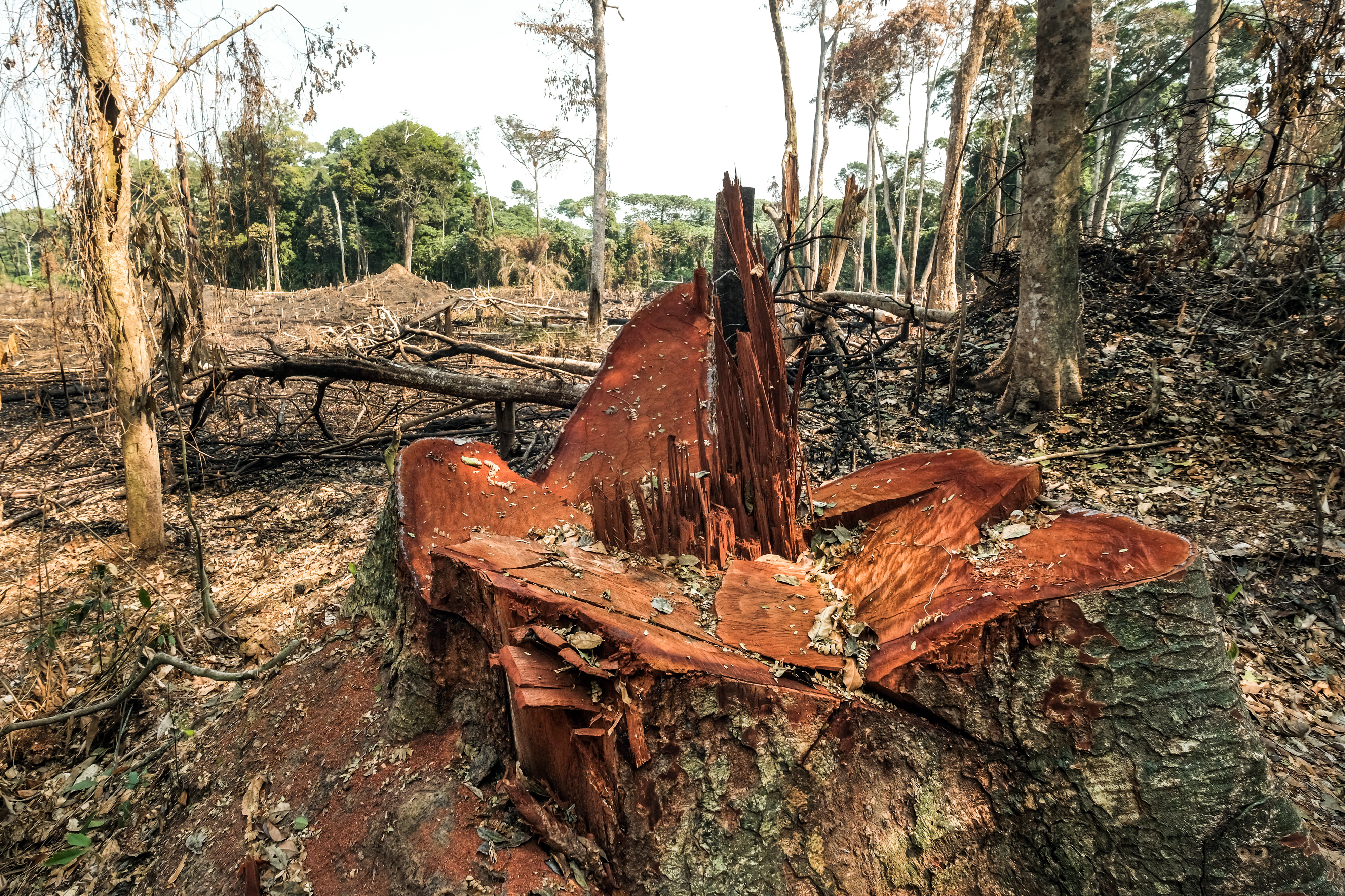 Deforestation near Yangamba, DR Congo