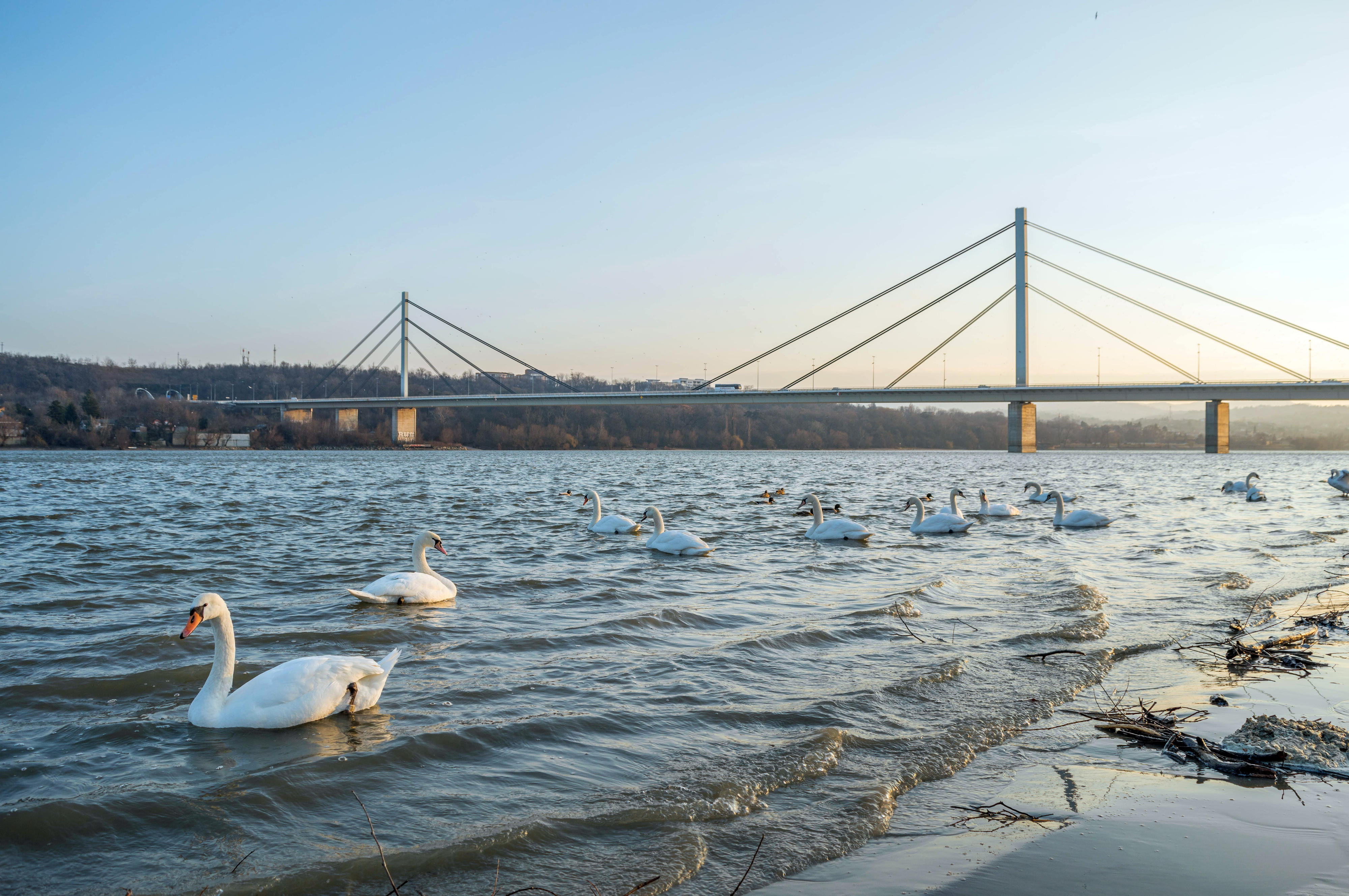 The Freedom Bridge across the Danube near Novi Sad, Serbia