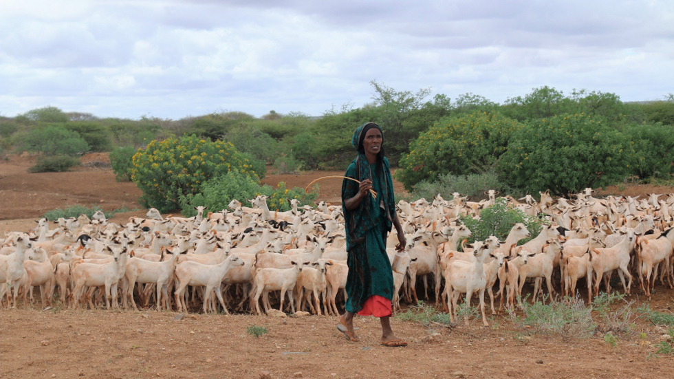 Eine Bäuerin mit ihrer Ziegenherde im Nordwesten Kenias, der von Dürre betroffen ist