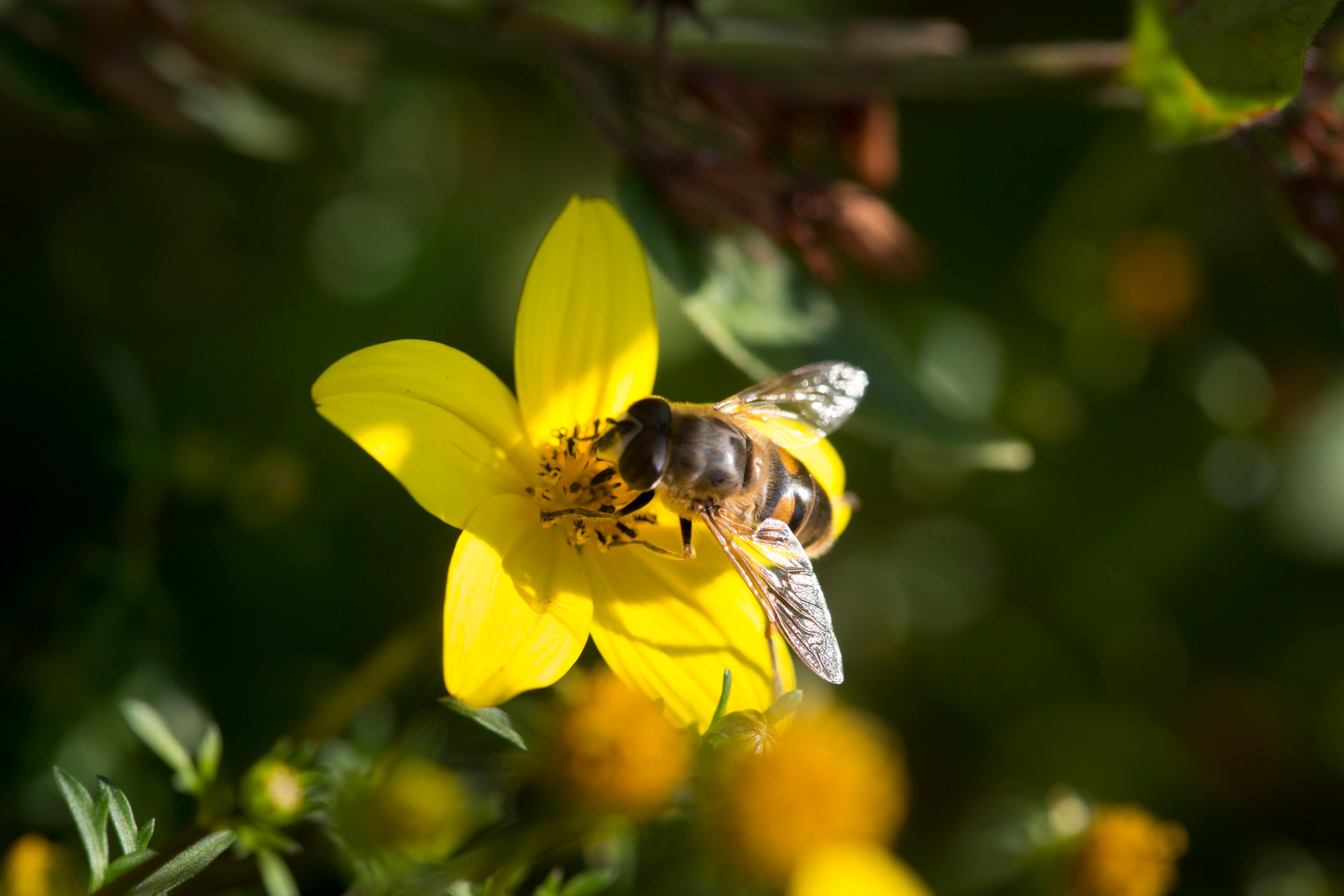 Schwebfliege auf einer Blüte