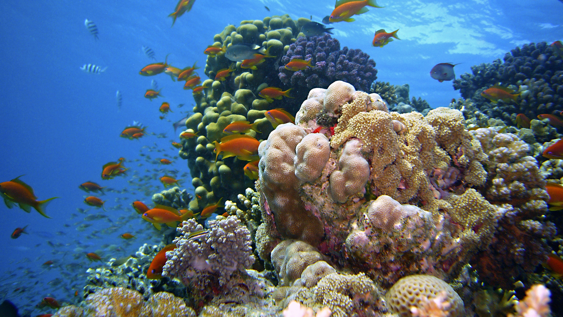 Korallenriff mit Fischen und verschiedenen Korallenarten