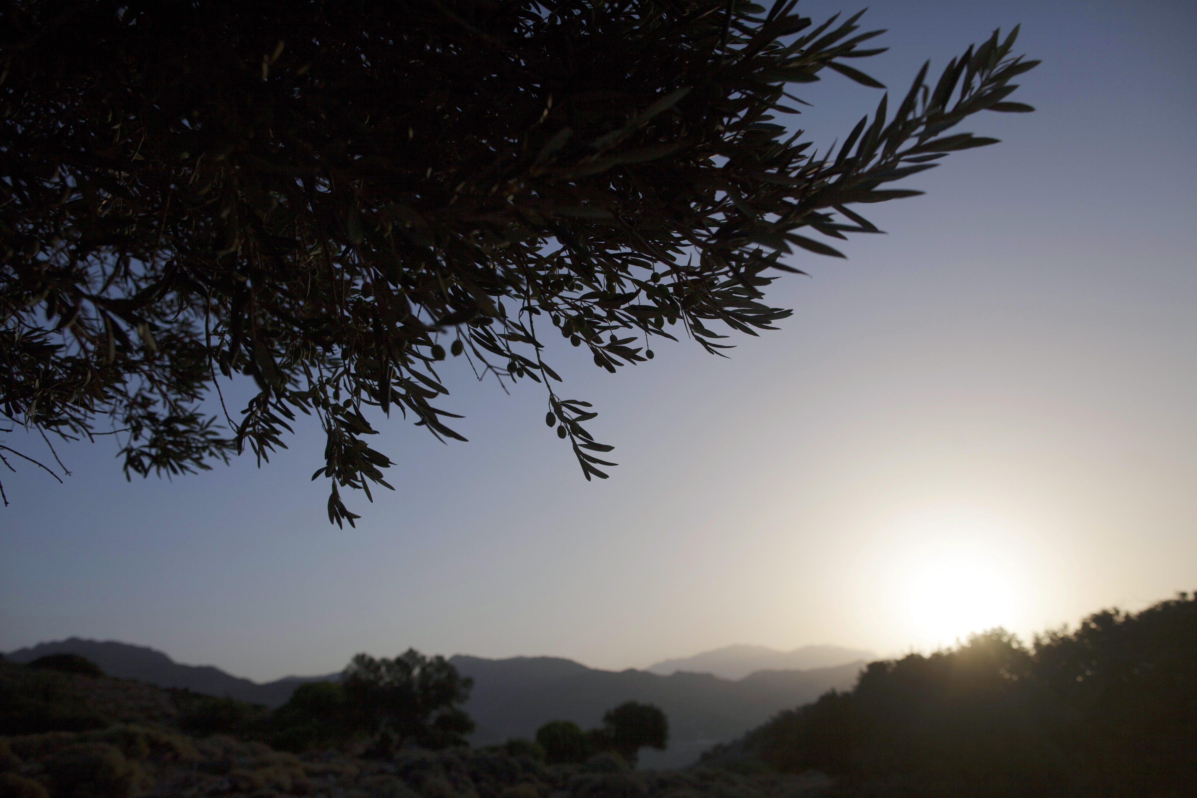 Branch of an olive tree