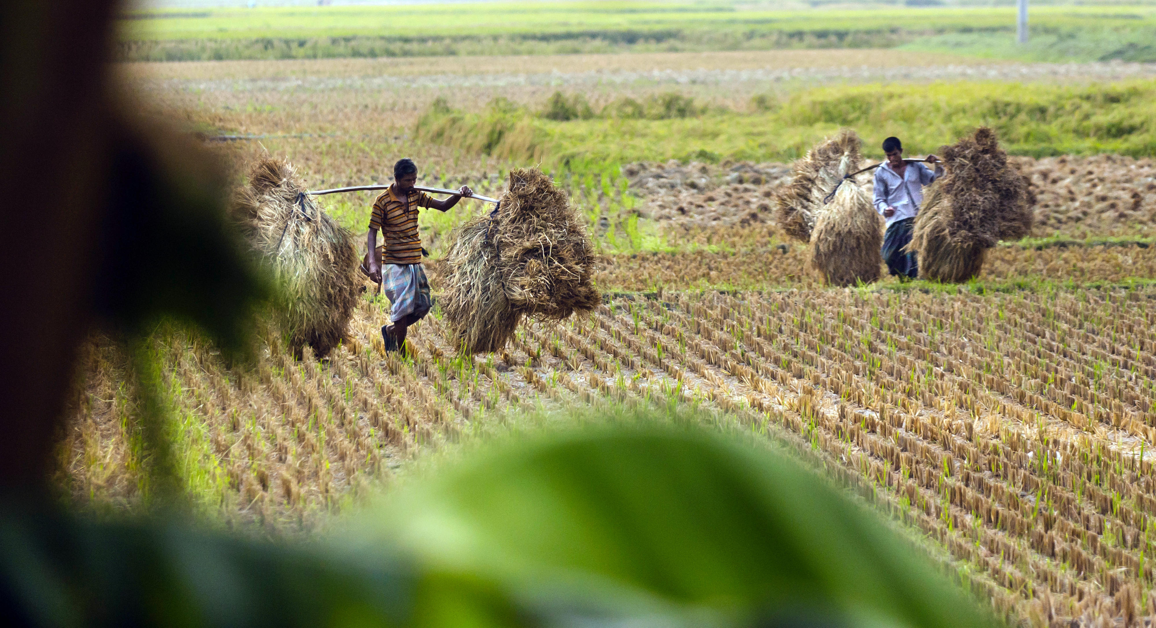 Rice harvest in Bangladesh
