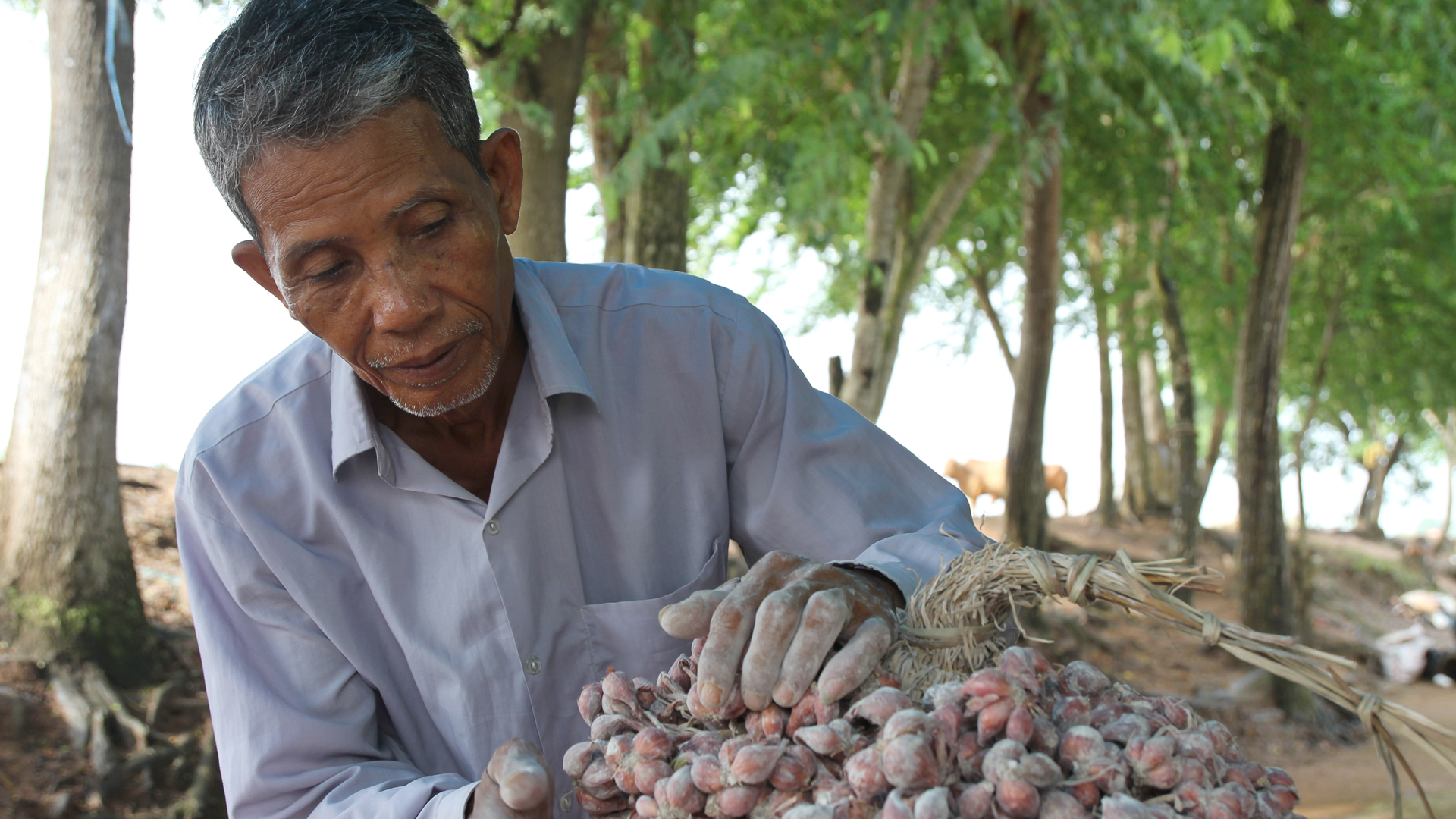A farmer with mangrove seeds and seedlings