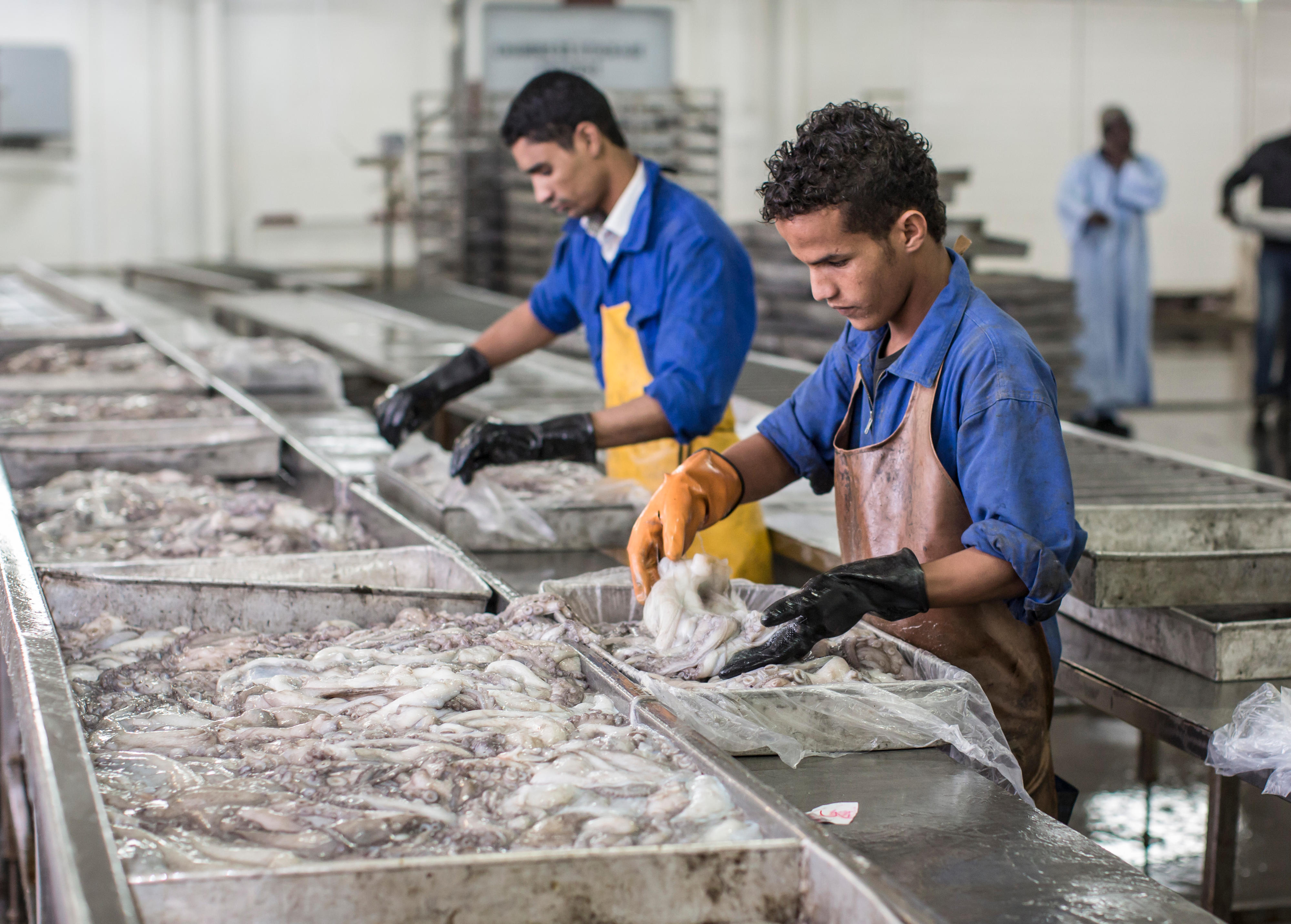 Arbeiter in einer Fischfabrik im Hafen von Nouadhibou, Mauretanien