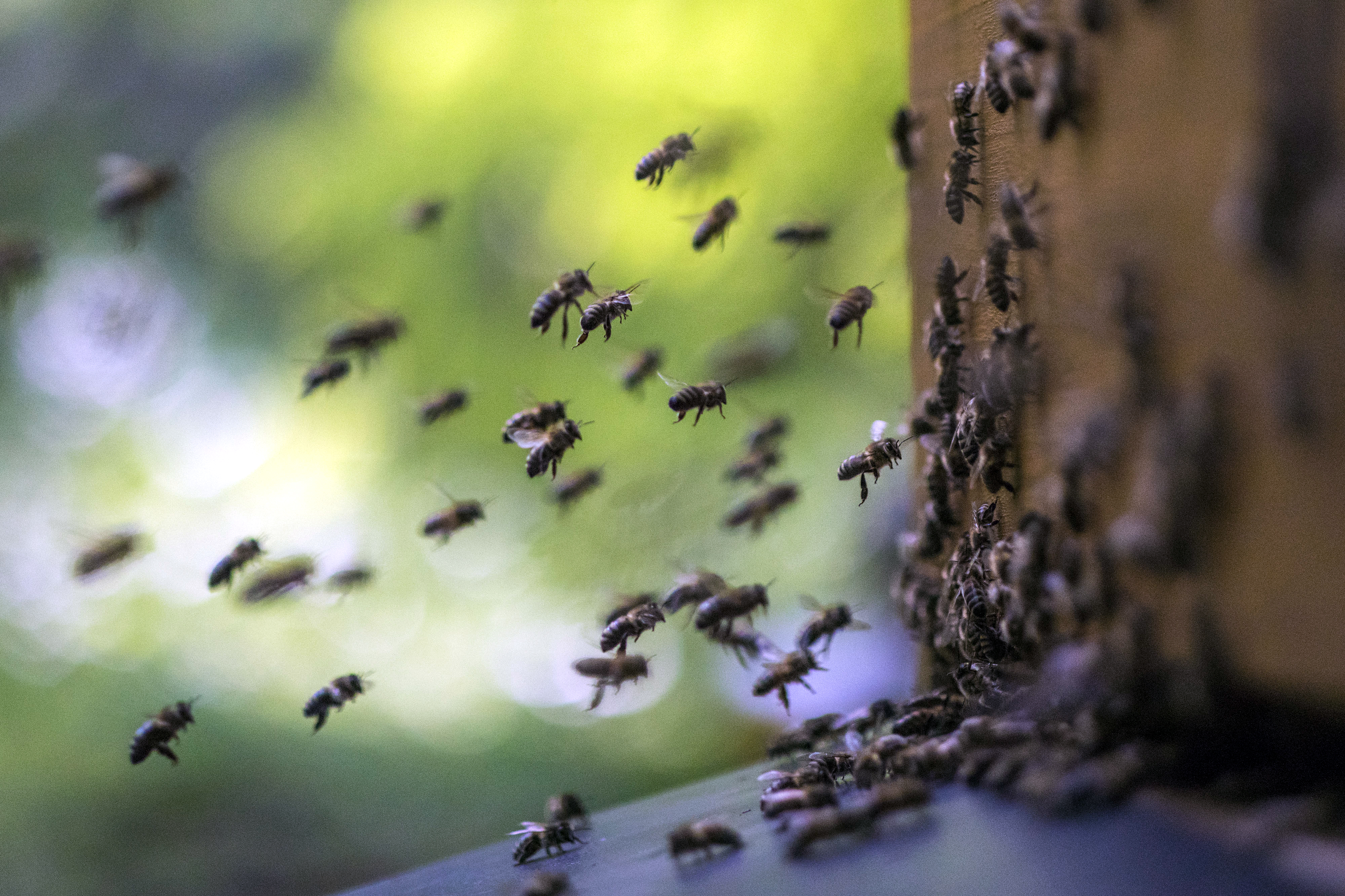 Etwa 50 Bienen auf dem Weg zu ihrem Bienenstock, manche der Insekten schweben direkt vor dem Stock, viele sind schon gelandet und krabbeln in den Eingang.