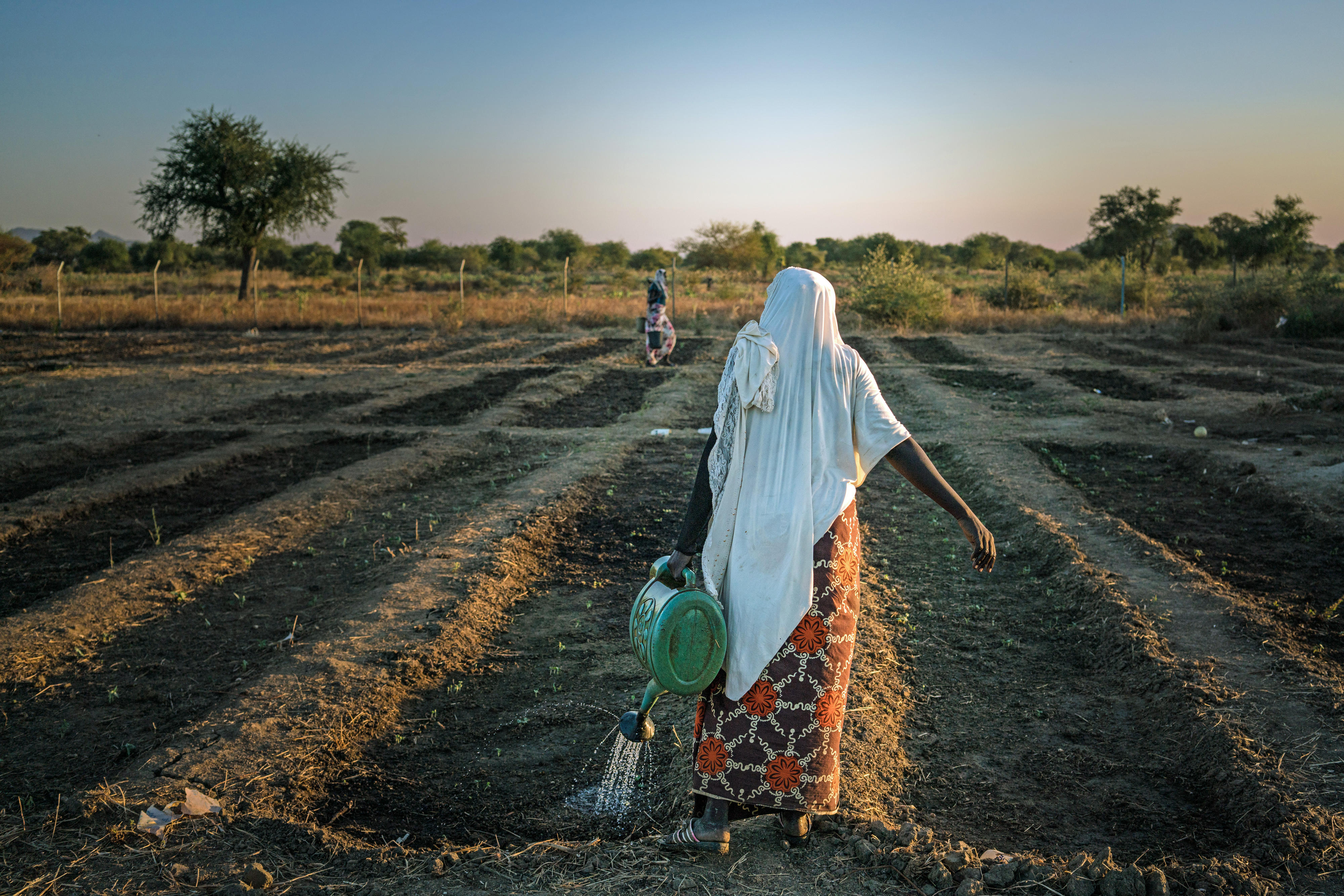 Der vom WFP finanzierte Gemeinschaftsgarten in Bandaro (Tschad) unterstützt Menschen, die von Ernährungsunsicherheit betroffen oder bedroht sind, dabei, ihren Lebensunterhalt zu bestreiten. Die geernteten Produkte werden unter anderem für die lokale Schulspeisung genutzt.